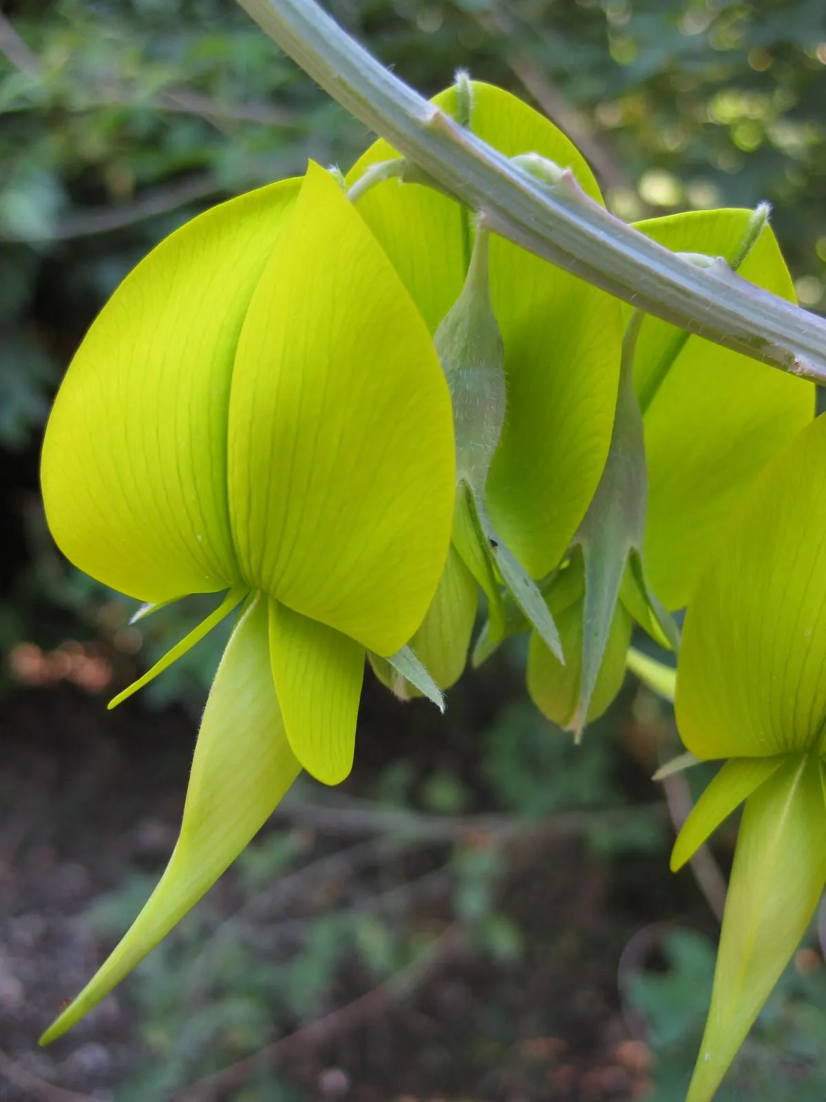 Canary Bird Bush (Crotalaria Agatiflora) — These flowers are not only aesthetically pleasing but also attract a variety of pollinators; green backdrop that