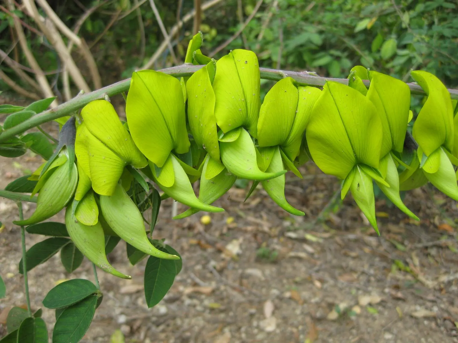 Canary Bird Bush (Crotalaria Agatiflora) — shrub with green and yellow blooms