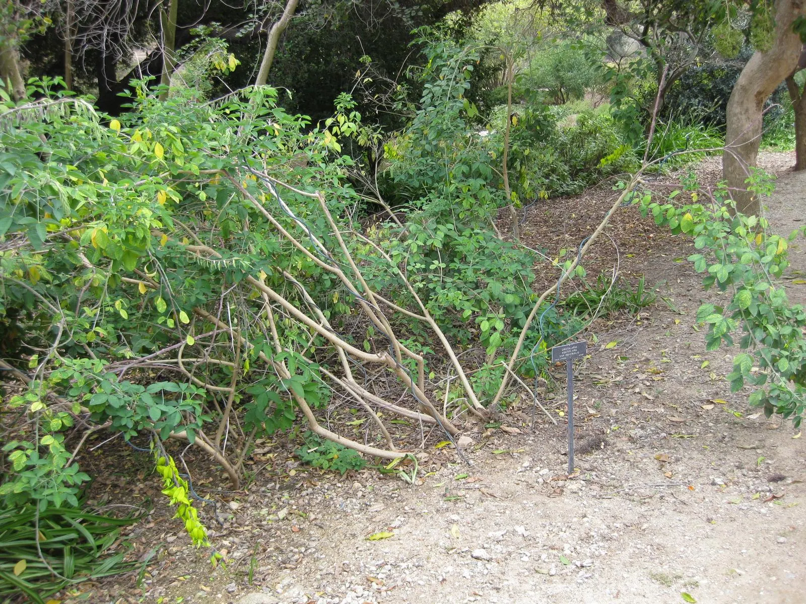 Canary Bird Bush (Crotalaria Agatiflora) — perfect for adding a splash of vibrant yellow to your garden