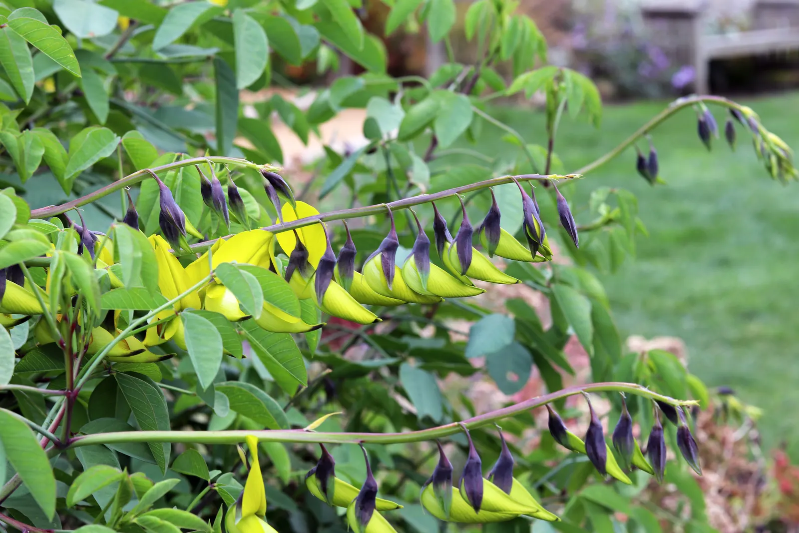 Canary Bird Bush (Crotalaria Agatiflora) — canary-yellow flowers shaped like a bird in flight; the Canary Bird Bush (Crotalaria agatiflora)
