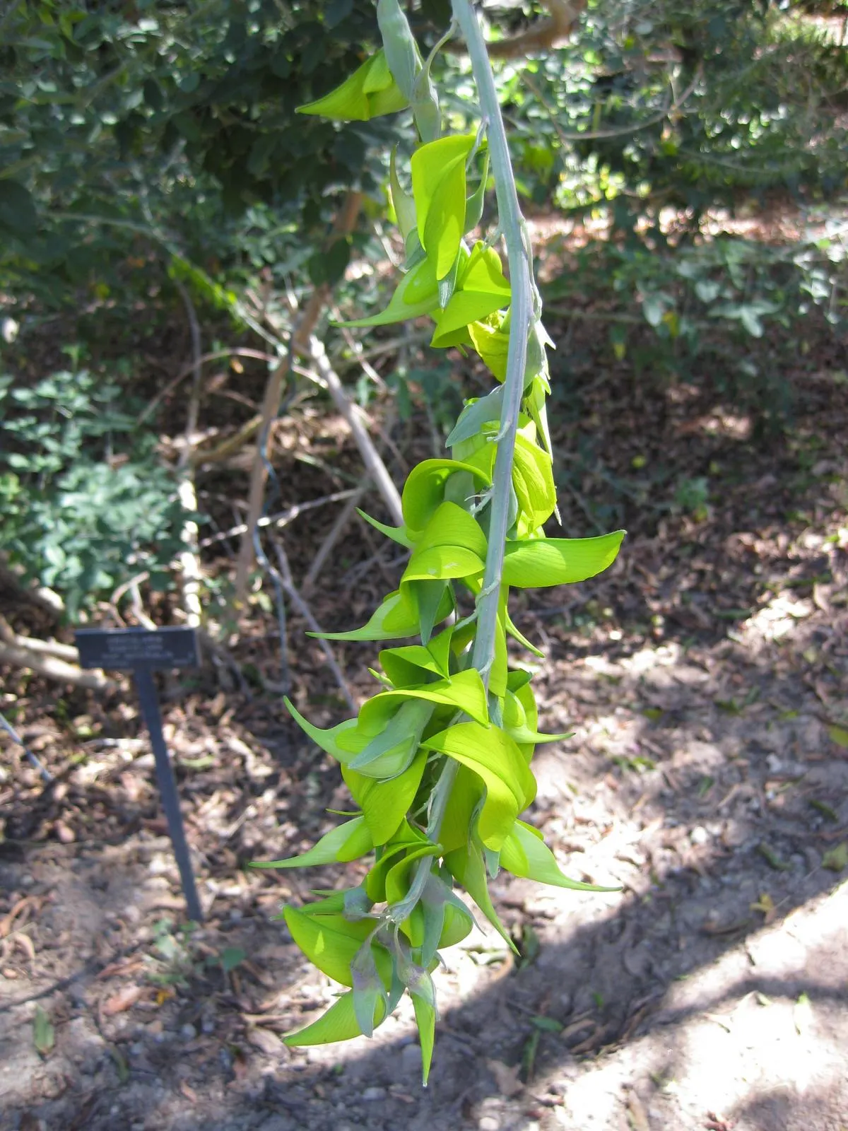 Canary Bird Bush (Crotalaria Agatiflora) — boasting vibrant yellow flowers that resemble birds in flight