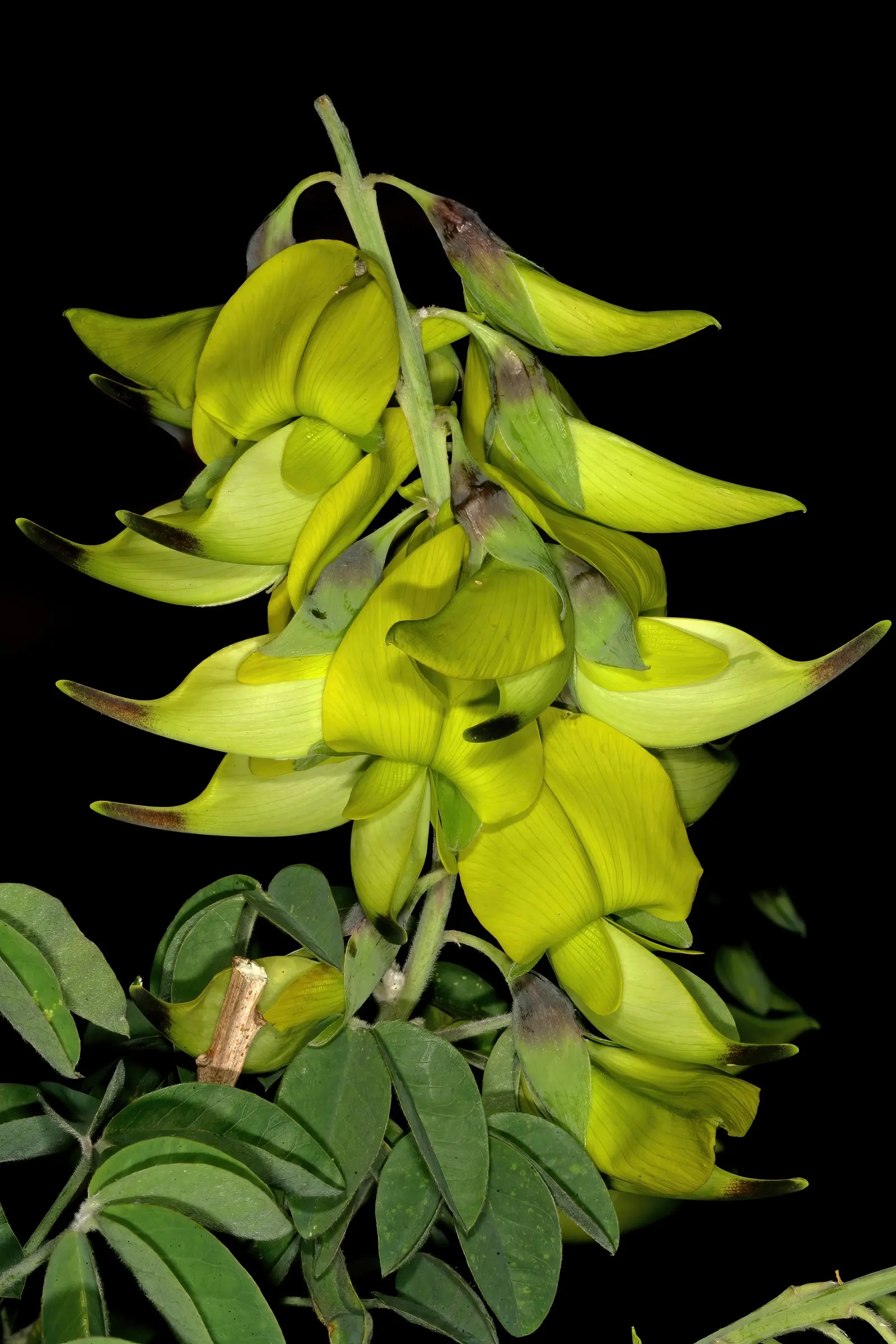 Canary Bird Bush (Crotalaria Agatiflora) — The Canary Bird Bush (Crotalaria agatiflora) is a striking flowering plant; boasting vibrant yellow flowers that