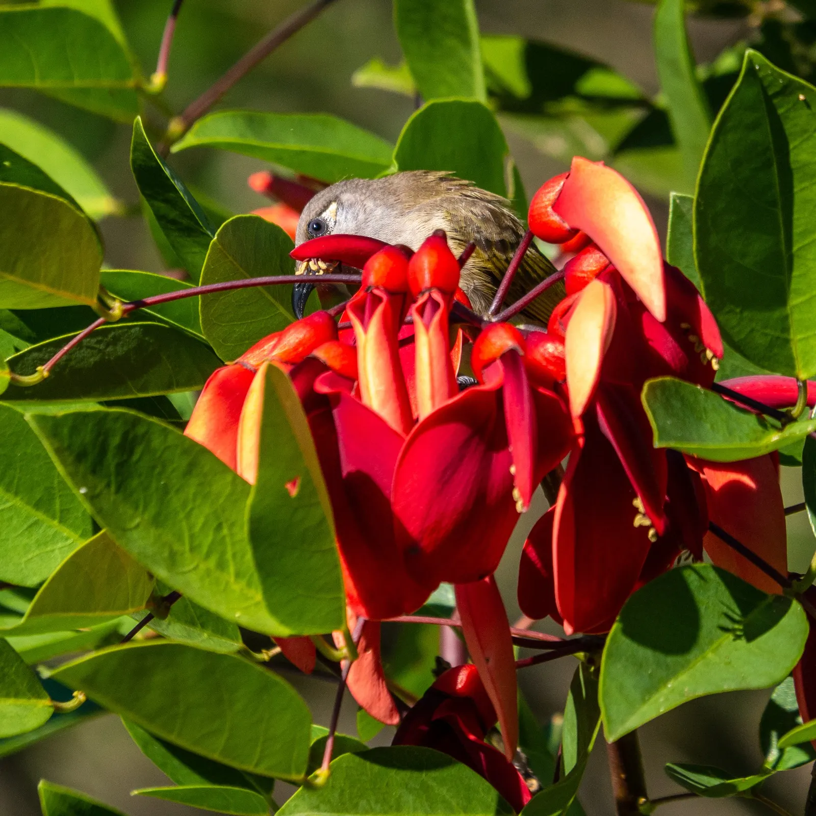 Canary Bird Bush (Crotalaria Agatiflora) — the Canary Bird Bush prefers a sunny location with well-draining soil; shrub with green and yellow blooms