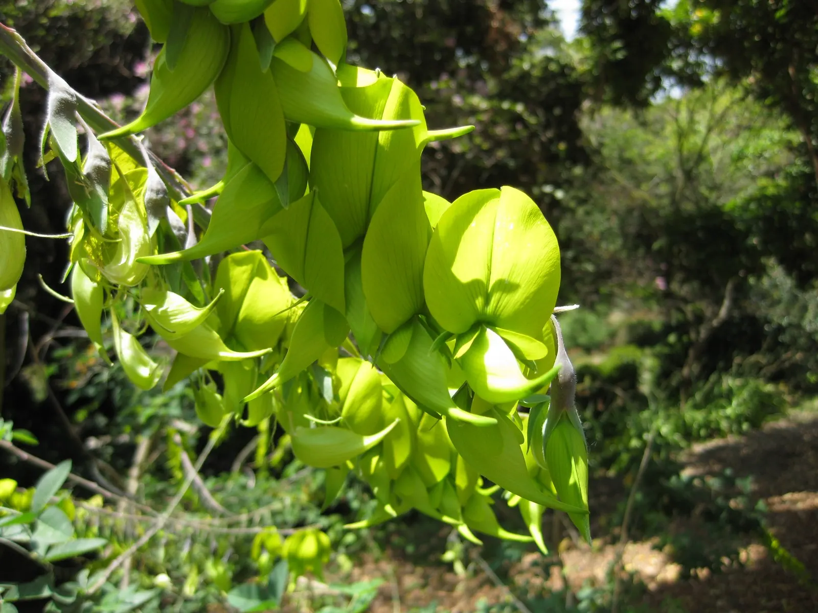 Canary Bird Bush (Crotalaria Agatiflora) — The Canary Bird Bush (Crotalaria agatiflora); typically reaching up to 6-8 feet in height, it thrives in, image 45