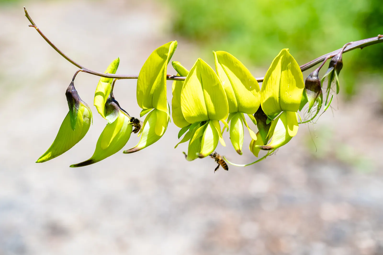 Canary Bird Bush (Crotalaria Agatiflora) — This perennial shrub typically reaches a height of 6 to 10 feet with a spread of roughly 5 to 8 feet; the Canary