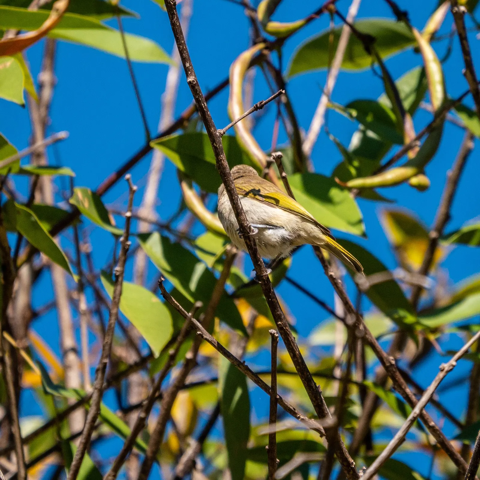 Canary Bird Bush (Crotalaria Agatiflora) — which bloom profusely in the summer and fall