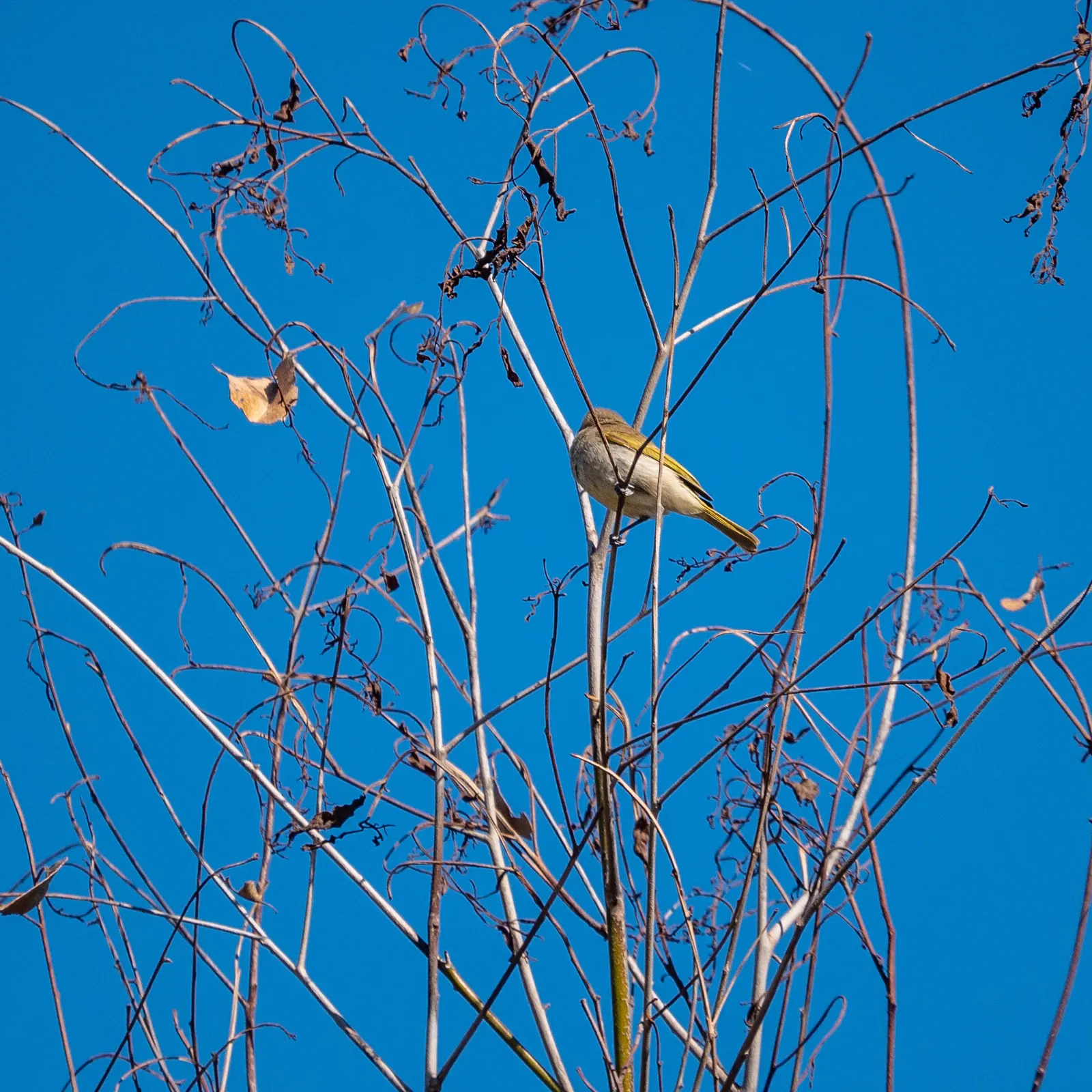 Canary Bird Bush (Crotalaria Agatiflora) — canary-yellow flowers shaped like a bird in flight