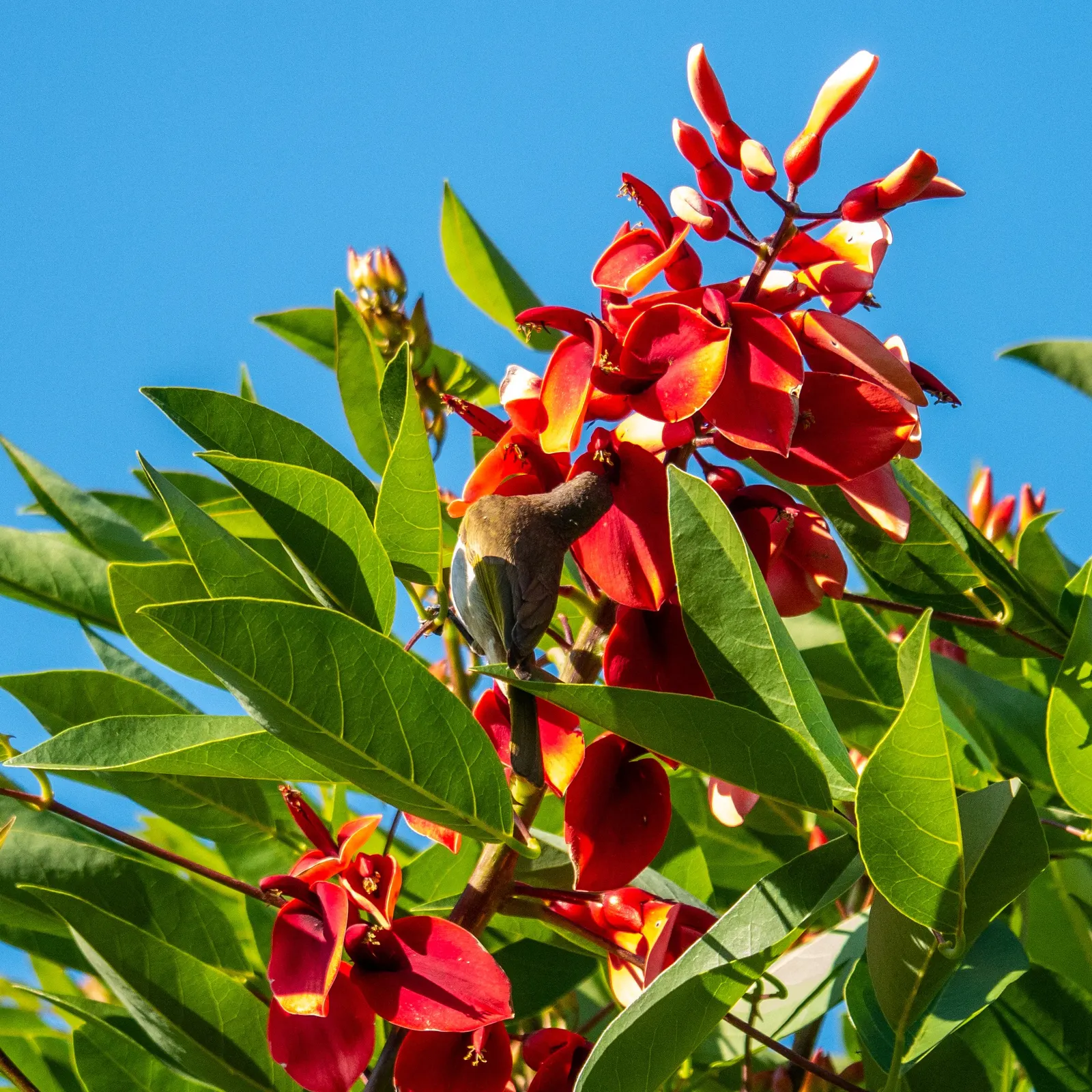 Canary Bird Bush (Crotalaria Agatiflora) — Hardy in USDA zones 9-11, this bush requires regular watering to establish, followed by moderate upkeep