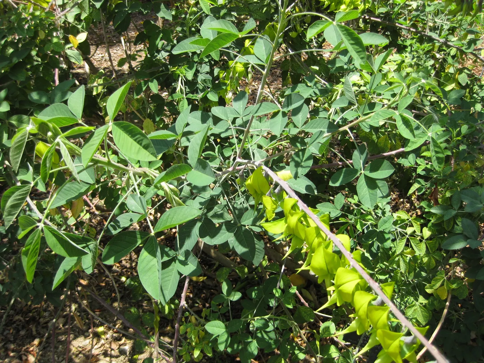 Canary Bird Bush (Crotalaria Agatiflora) — making it a low-maintenance option for gardeners in warmer climates (USDA zones 9 to 11); enriching the biodiversity