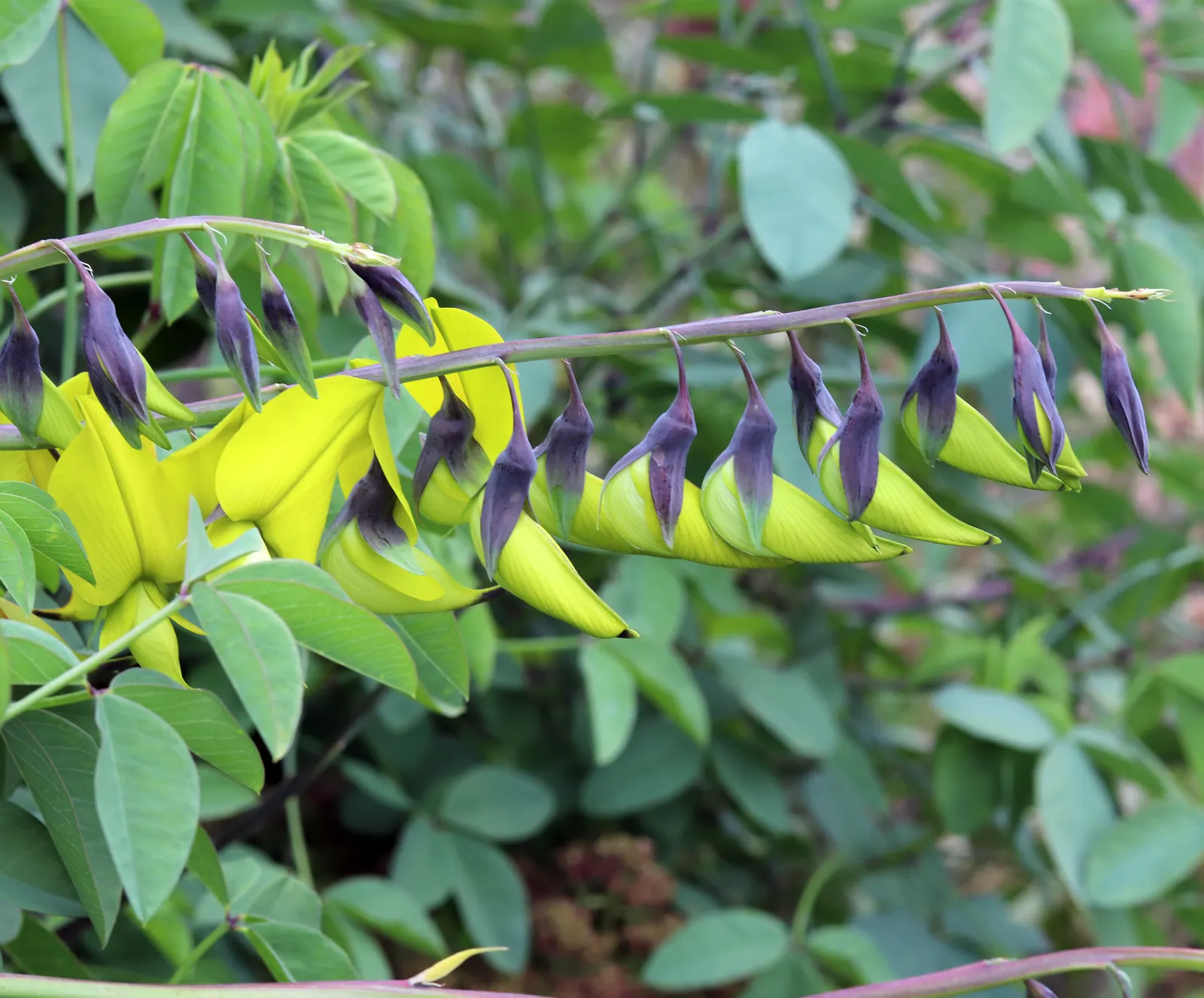 Canary Bird Bush (Crotalaria Agatiflora) — It is drought-tolerant once established; it offers a unique visual interest and serves as an excellent background