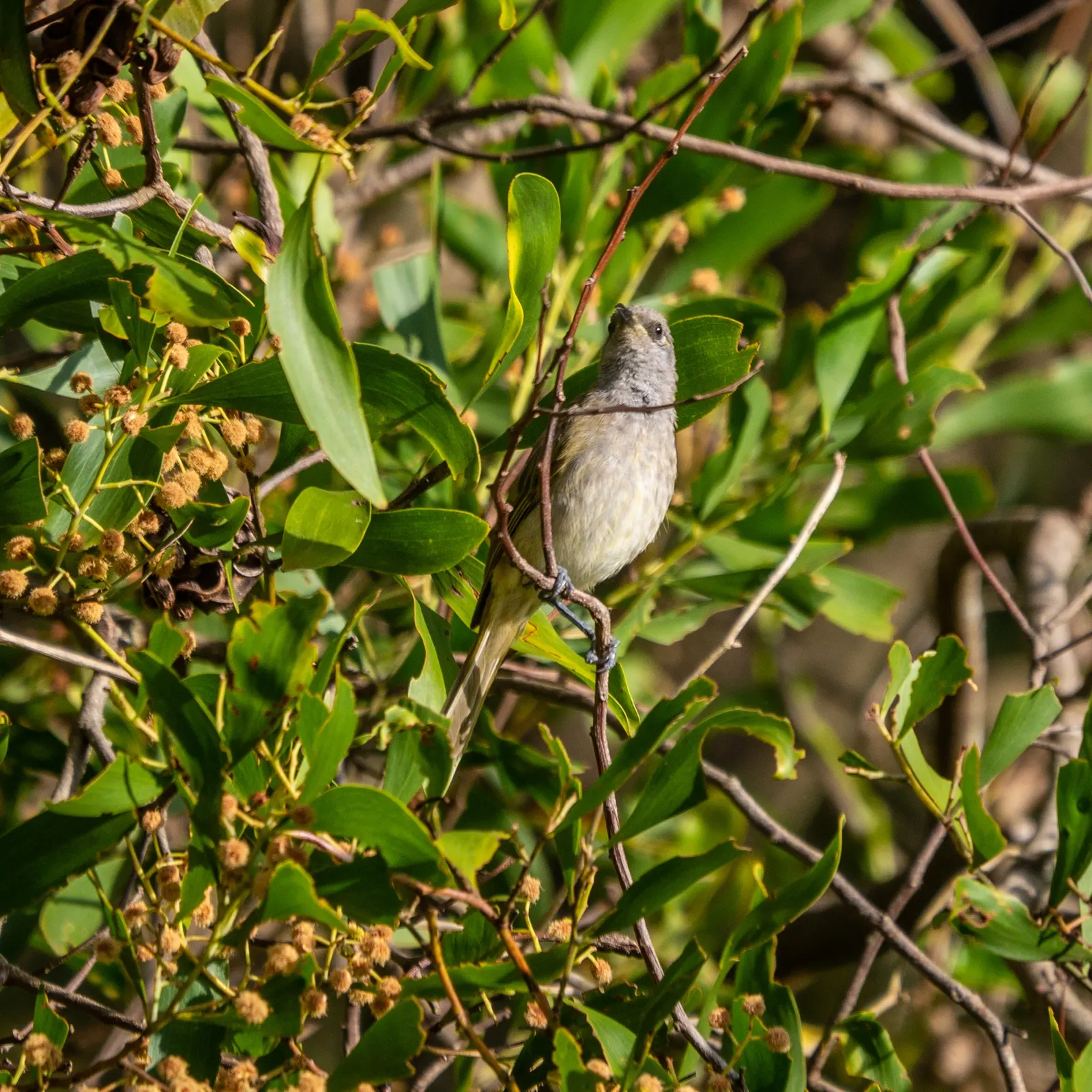 Canary Bird Bush (Crotalaria Agatiflora) — shrub for full or half