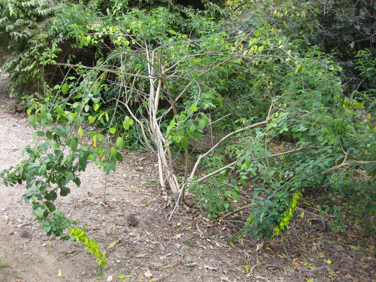 Canary Bird Bush (Crotalaria Agatiflora) — enriching the biodiversity of your garden.<br><br>The foliage of Crotalaria agatiflora is equally attractive