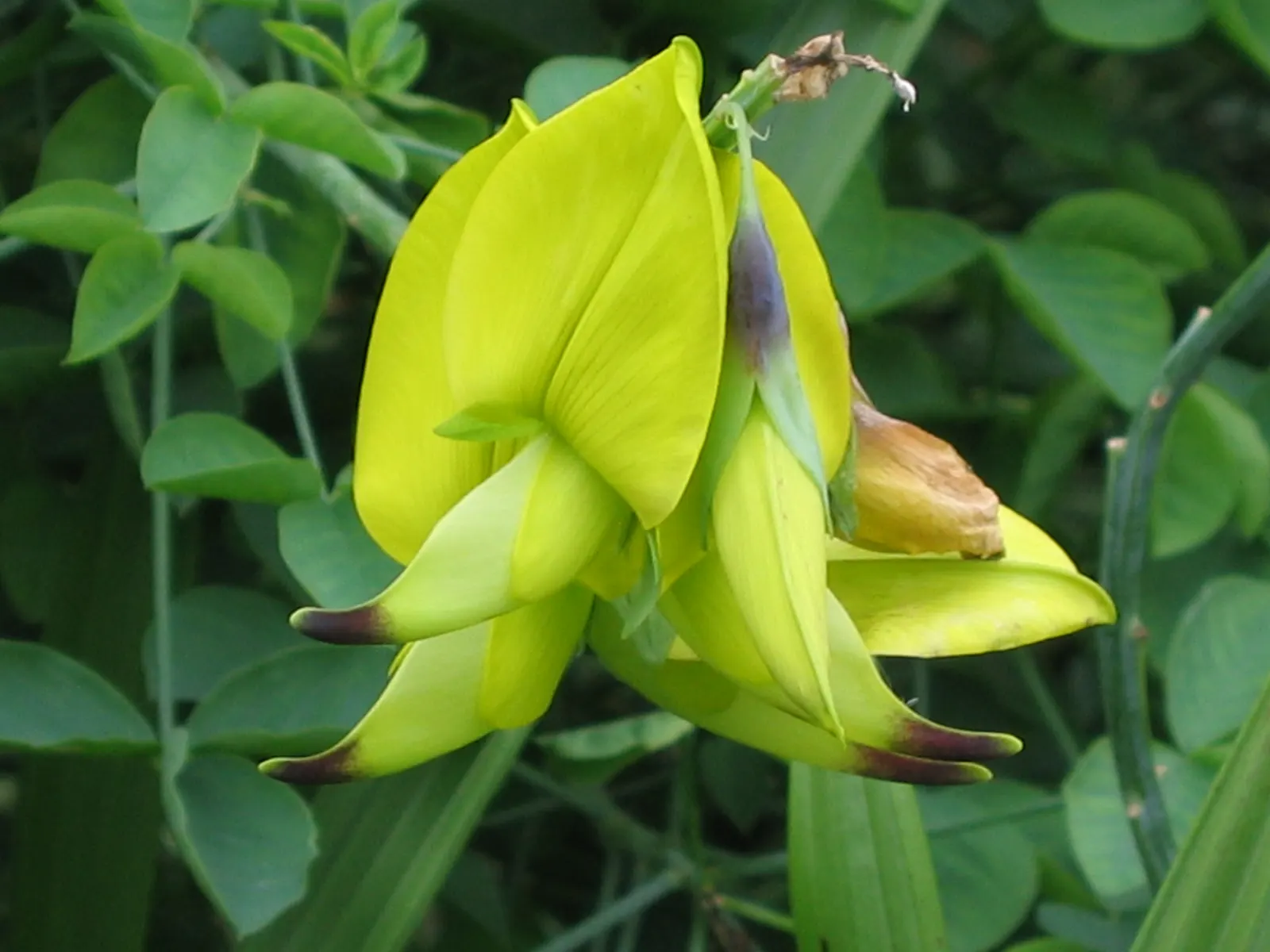 Canary Bird Bush (Crotalaria Agatiflora) — The Canary Bird Bush (Crotalaria agatiflora) is a striking flowering plant