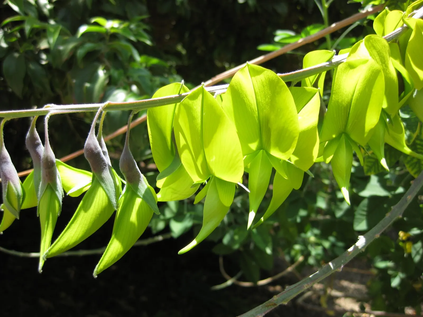 Canary Bird Bush (Crotalaria Agatiflora) — It offers a unique visual interest and serves as an excellent background plant or privacy screen