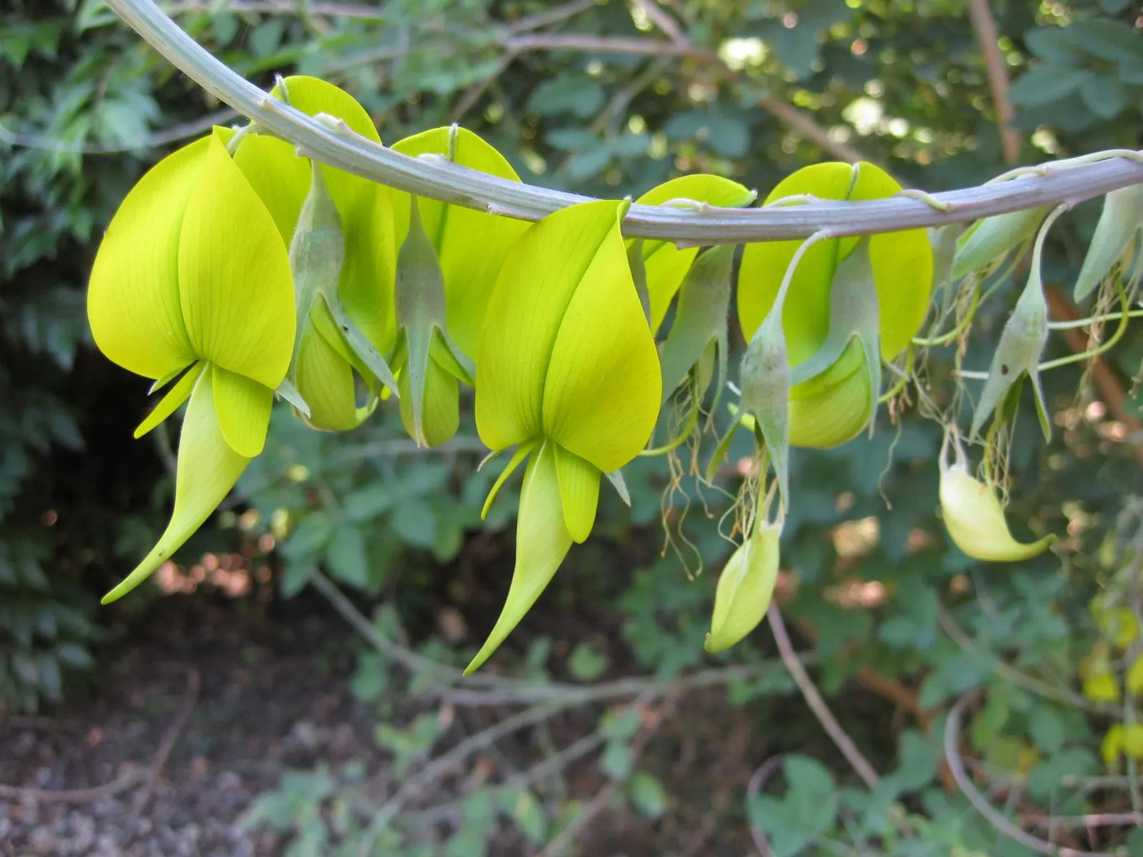 Canary Bird Bush (Crotalaria Agatiflora) — lance-shaped leaves that can be up to 12 inches long; the Canary Bird Bush (Crotalaria agatiflora) is a striking