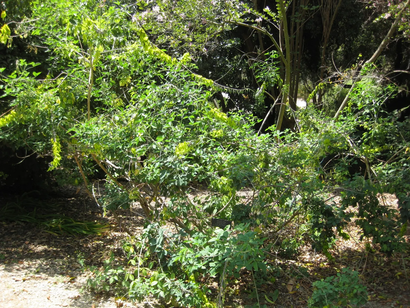 Canary Bird Bush (Crotalaria Agatiflora) — shrub with green and yellow blooms; these flowers are not only aesthetically pleasing but also attract a variety of