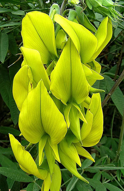 Canary Bird Bush (Crotalaria Agatiflora) — boasting vibrant yellow flowers that resemble birds in flight; which bloom profusely in the summer and fall