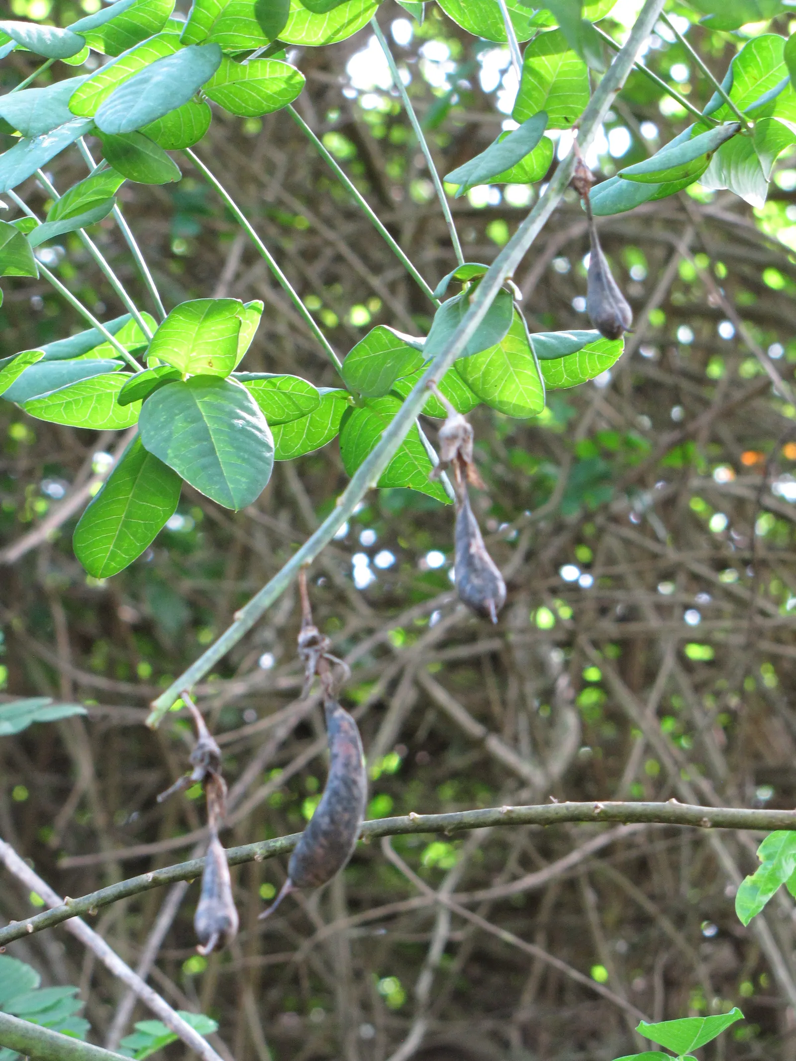 Canary Bird Bush (Crotalaria Agatiflora) — is ideal for adding a tropical flair; making it a low-maintenance option for gardeners in warmer climates (USDA