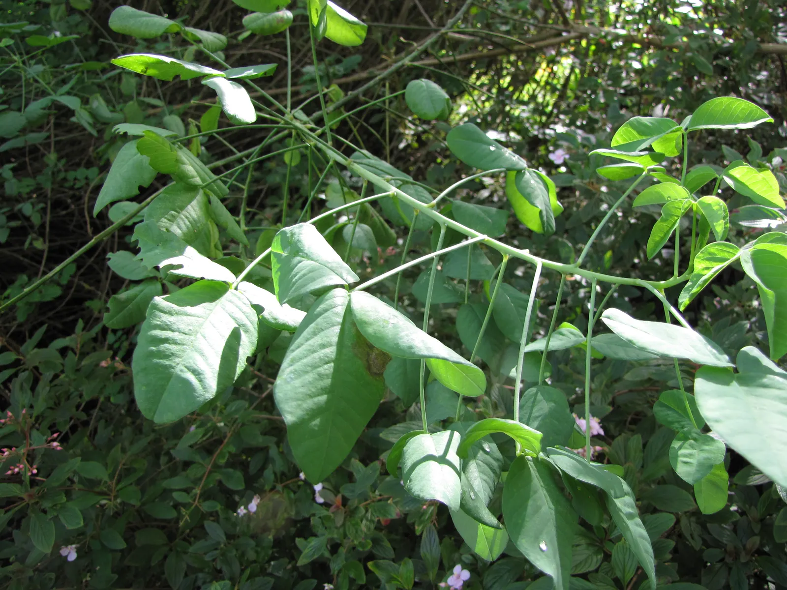 Canary Bird Bush (Crotalaria Agatiflora) — Clients will be delighted by its showy appearance and the lively ambiance it contributes to their garden
