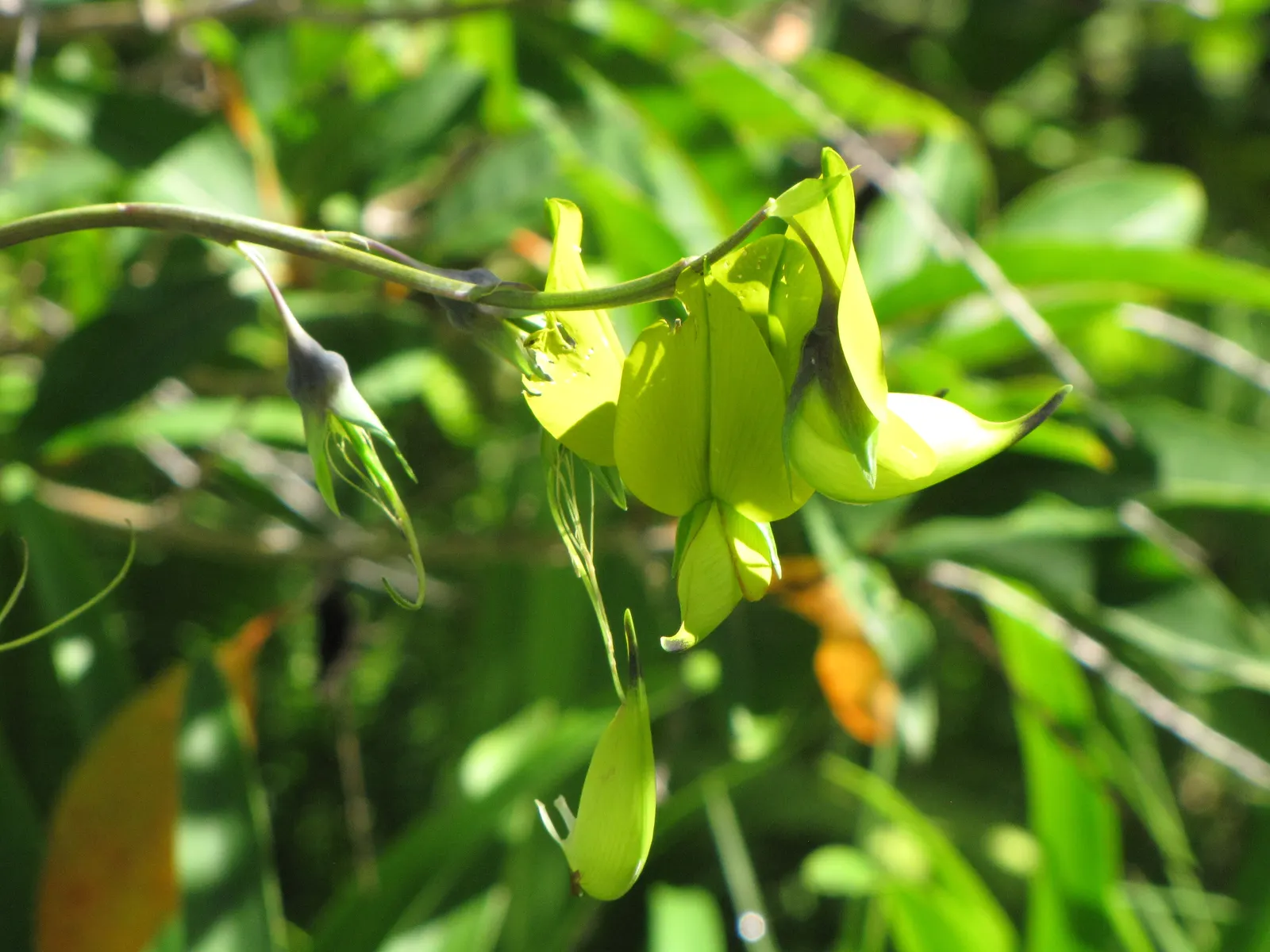 Canary Bird Bush (Crotalaria Agatiflora) — The Canary Bird Bush (Crotalaria agatiflora)