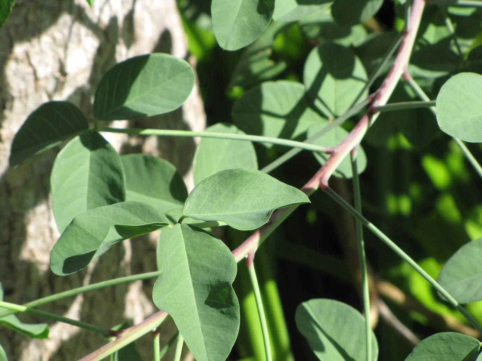 Canary Bird Bush (Crotalaria Agatiflora) — lance-shaped leaves that can be up to 12 inches long