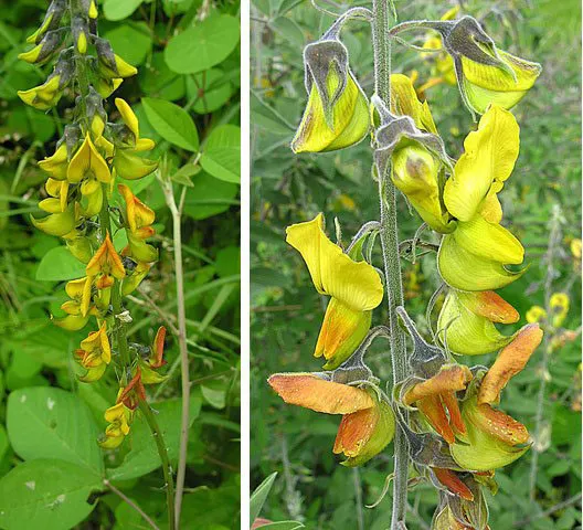 Canary Bird Bush (Crotalaria Agatiflora) — Hardy in USDA zones 9-11, this bush requires regular watering to establish, followed by moderate upkeep, image 27