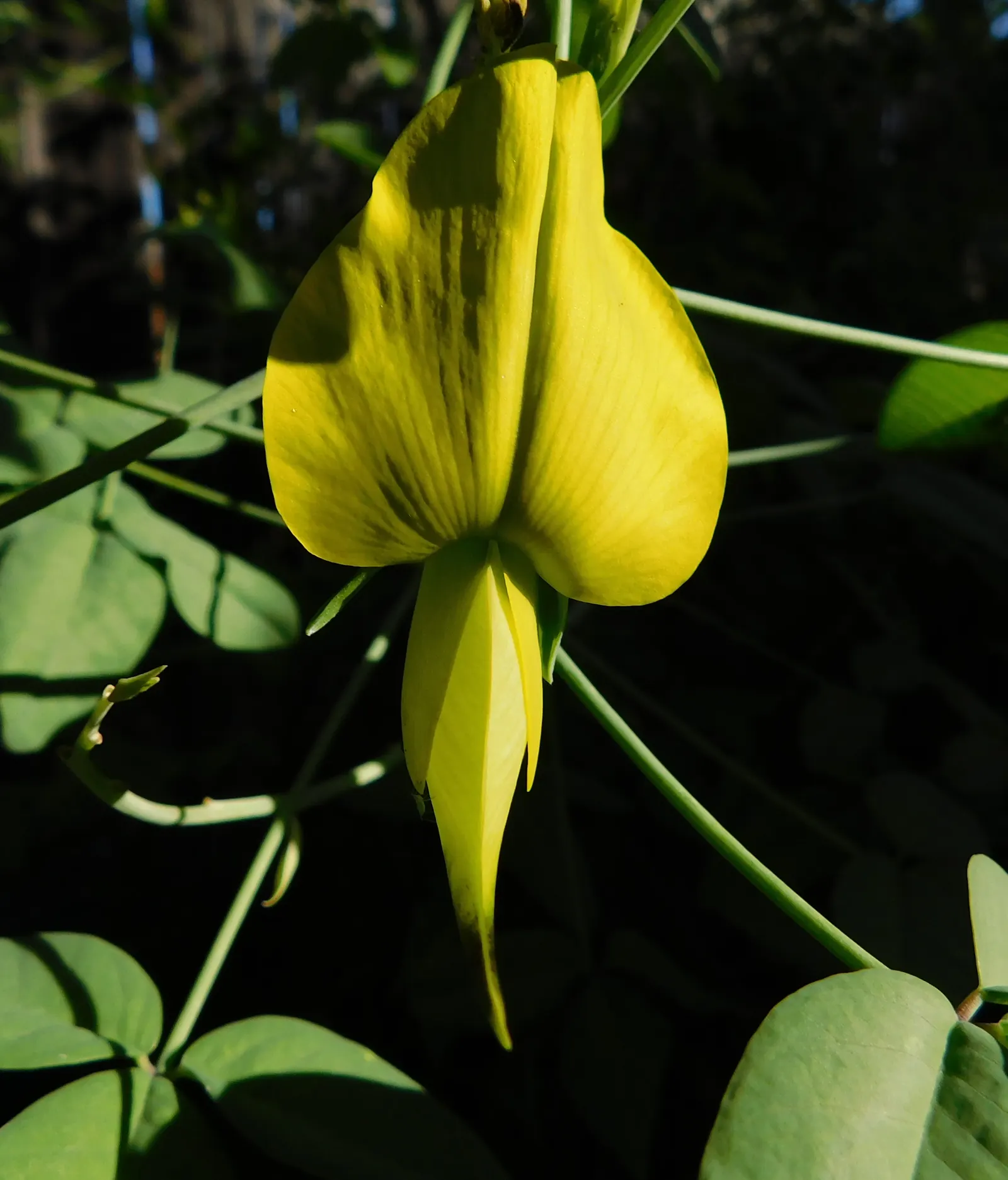 Canary Bird Bush (Crotalaria Agatiflora) — These flowers are not only aesthetically pleasing but also attract a variety of pollinators