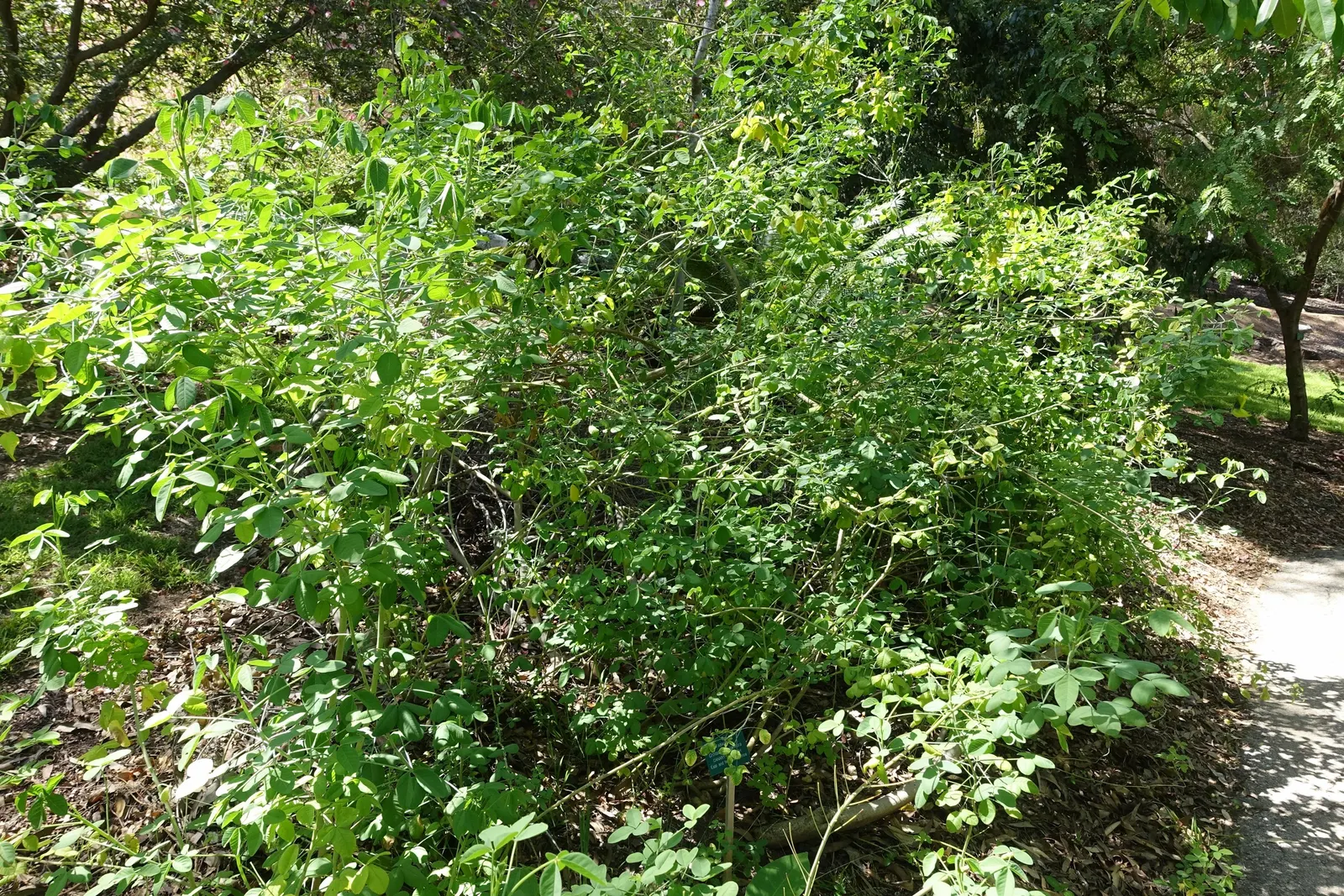 Canary Bird Bush (Crotalaria Agatiflora) — making it a low-maintenance option for gardeners in warmer climates (USDA zones 9 to 11)