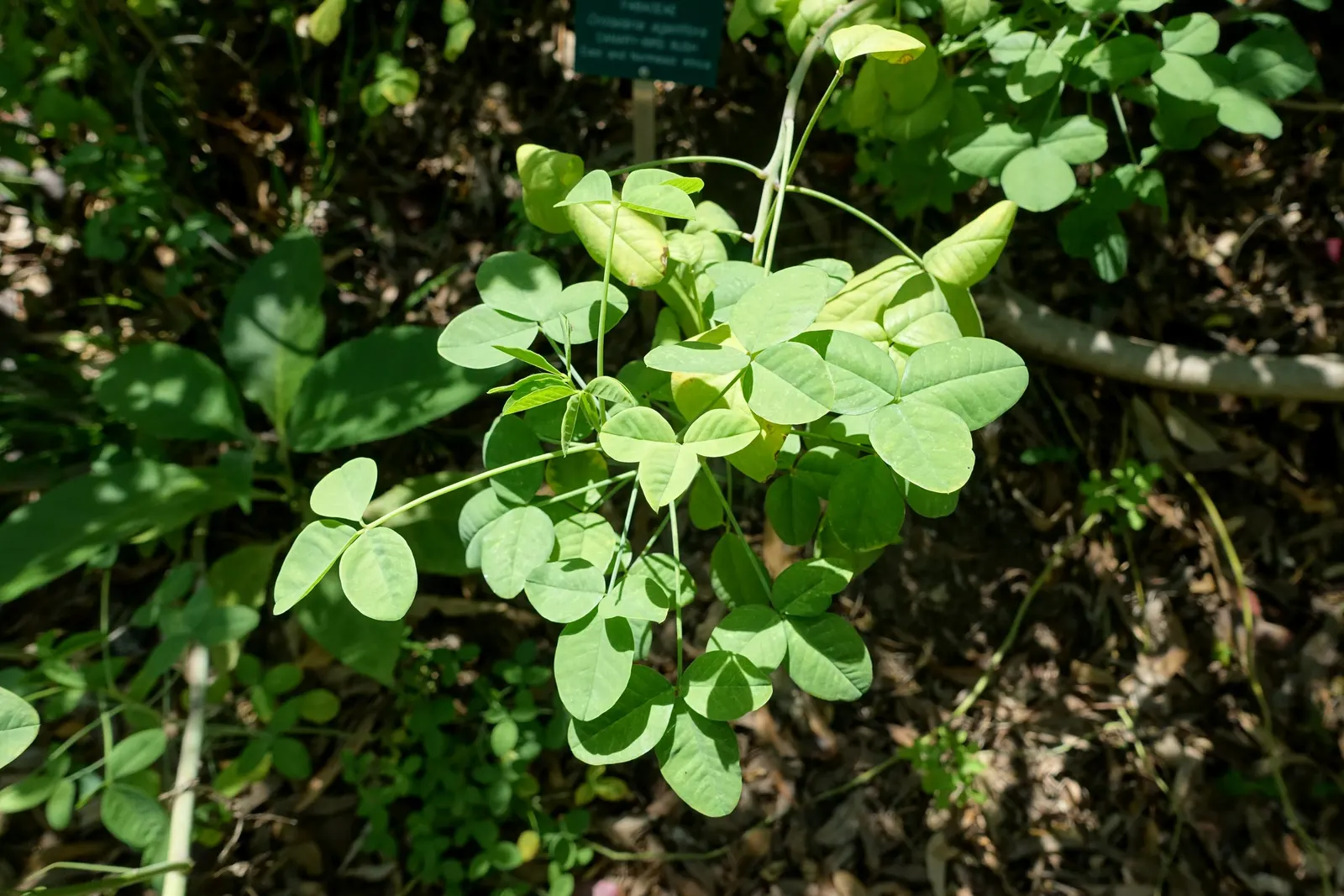 Canary Bird Bush (Crotalaria Agatiflora) — the Canary Bird Bush prefers a sunny location with well-draining soil
