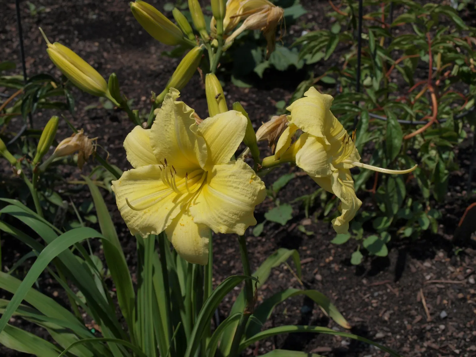 Going Bananas Daylily (Hemerocallis 'Going Bananas') — reaching about 4 inches in diameter