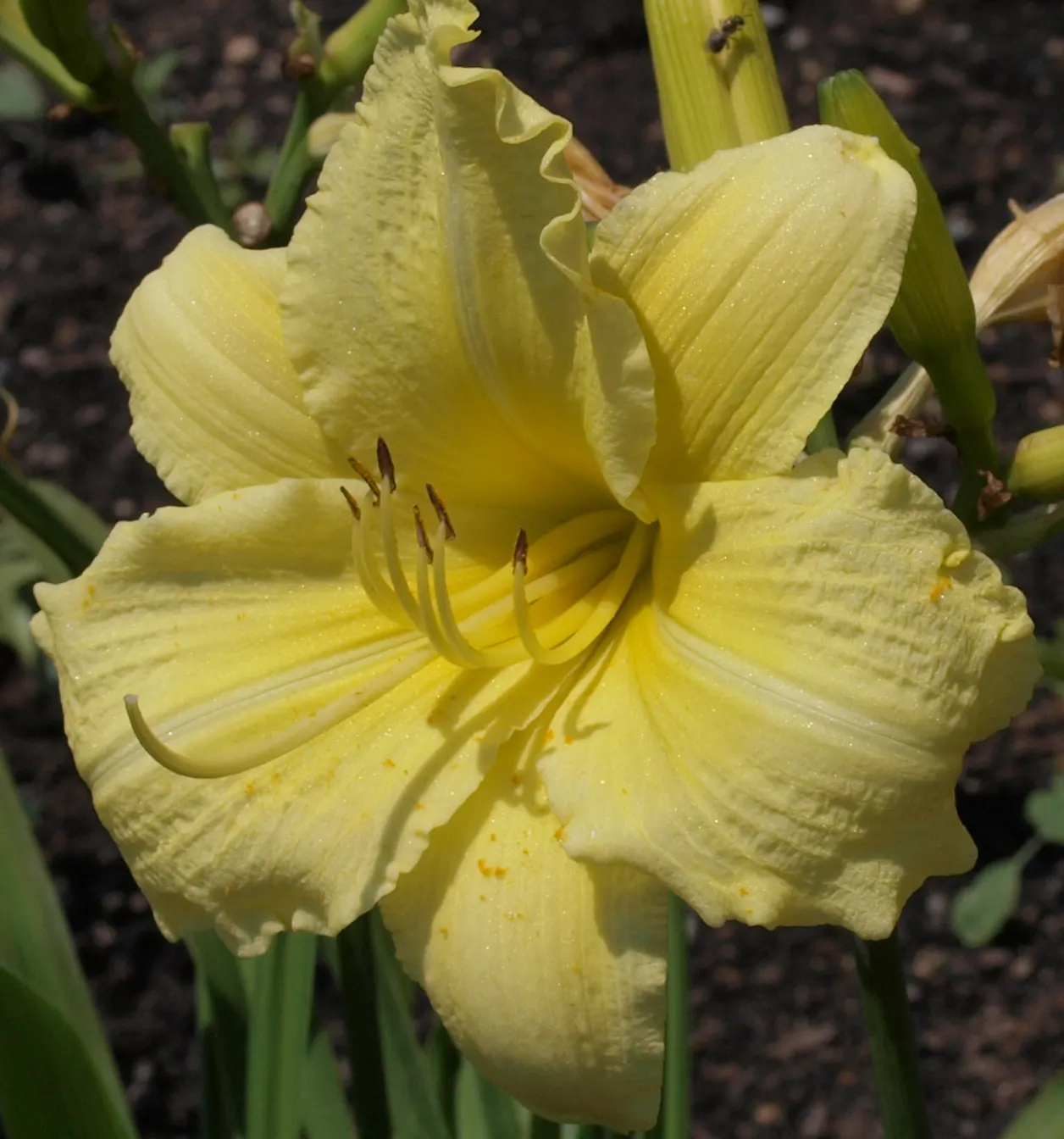 Going Bananas Daylily (Hemerocallis 'Going Bananas') — lemon-yellow flowers that bloom from early summer to early fall