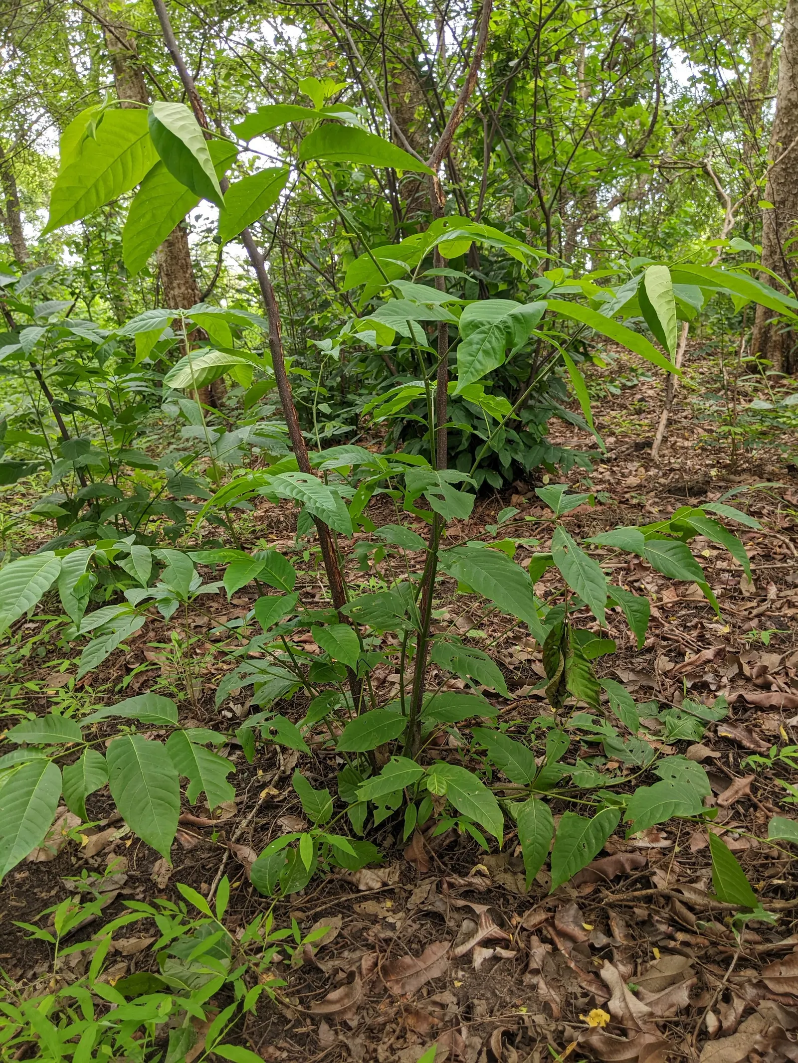 Mexican Buckeye (Ungnadia Speciosa) — Its ornamental seed pods add late-season interest