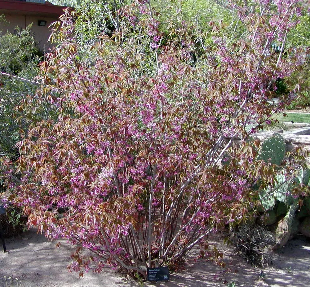 Mexican Buckeye (Ungnadia Speciosa) — bright green leaves turning yellow in fall