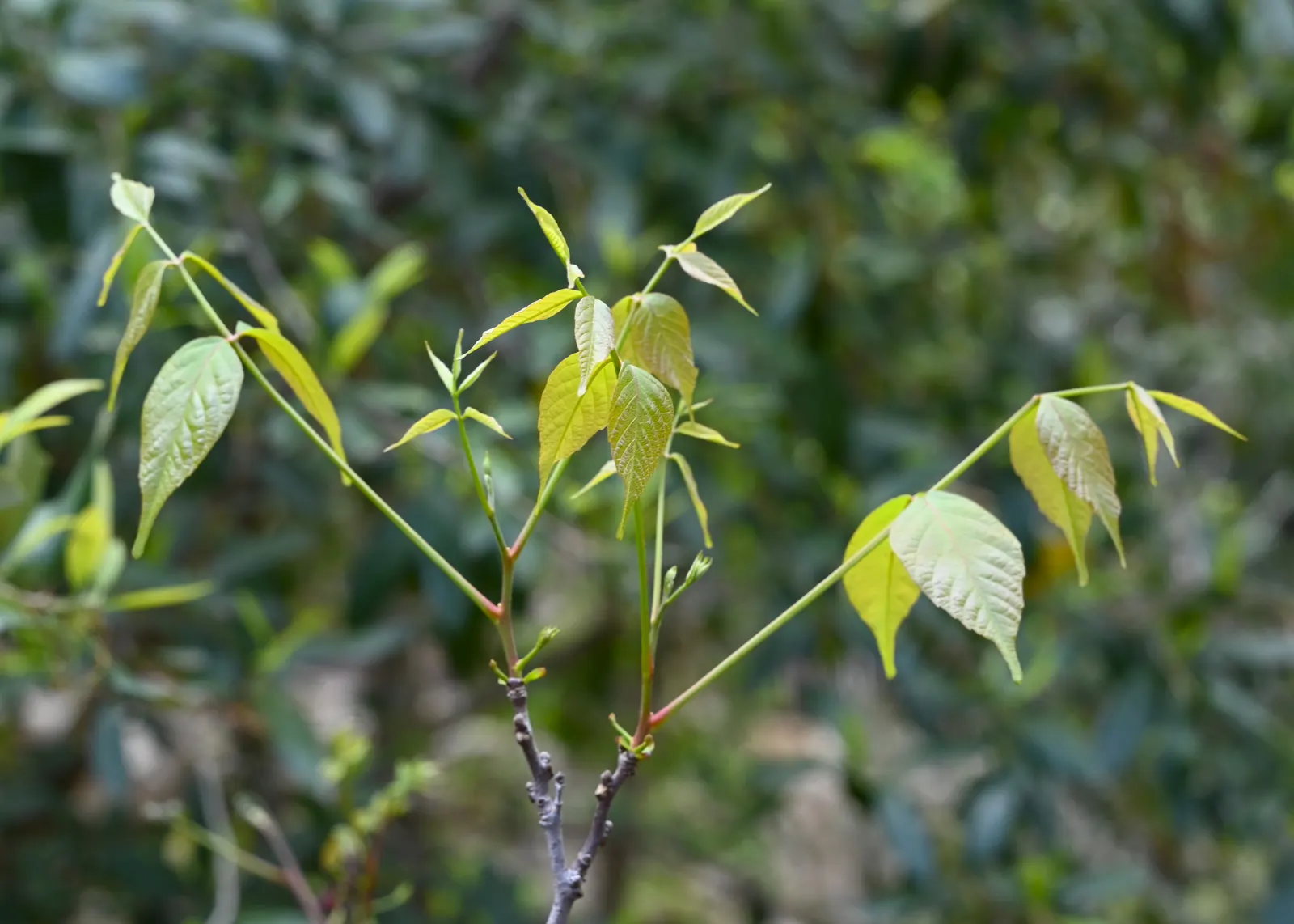 Mexican Buckeye (Ungnadia Speciosa) — is a resilient deciduous shrub or small tree