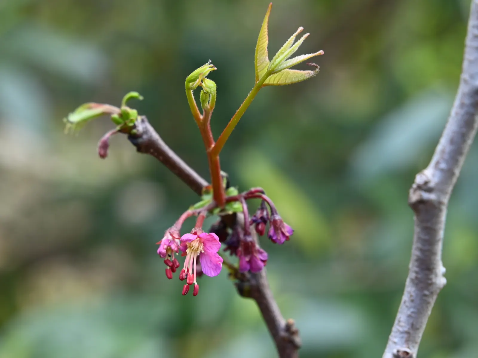 Mexican Buckeye (Ungnadia Speciosa) — Notable for its showy pink flowers in early spring
