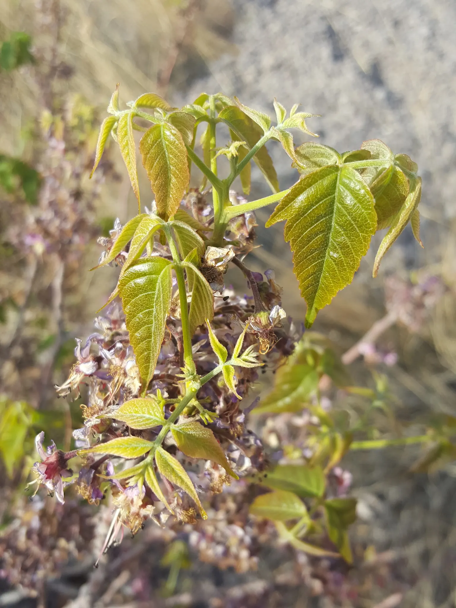 Mexican Buckeye (Ungnadia Speciosa) — botanically known as Ungnadia speciosa