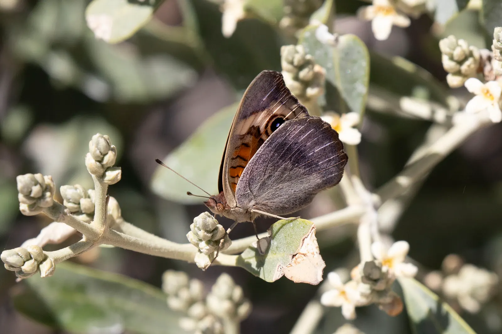 Mexican Buckeye (Ungnadia Speciosa) — typically reaching lengths of 5 to 8 inches