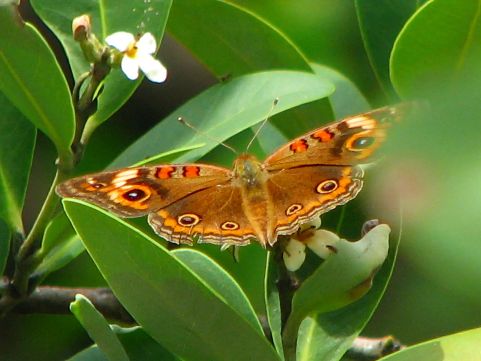 Mexican Buckeye (Ungnadia Speciosa) — the Mexican Buckeye creates an airy