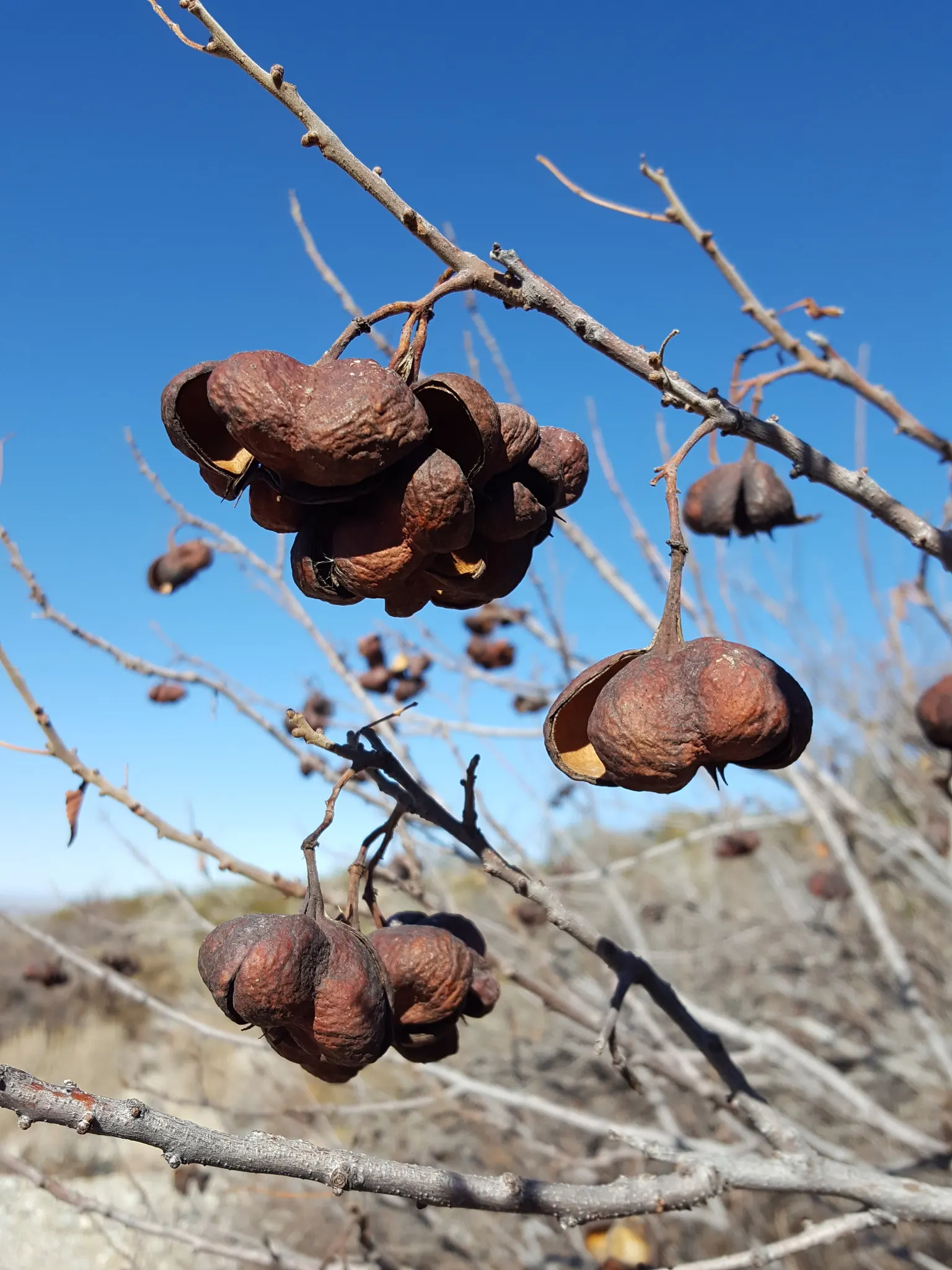 Mexican Buckeye (Ungnadia Speciosa) — it's adorned with compound