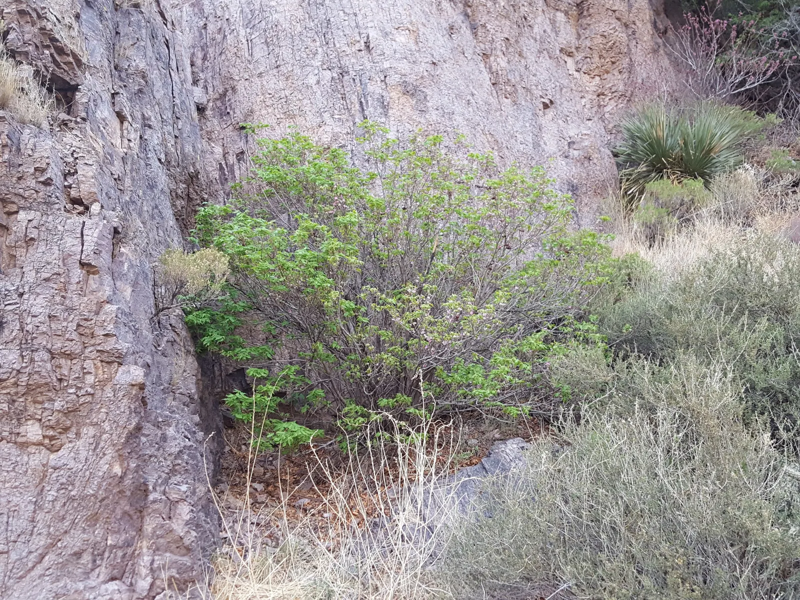 Mexican Buckeye (Ungnadia Speciosa) — it serves as a captivating focal point