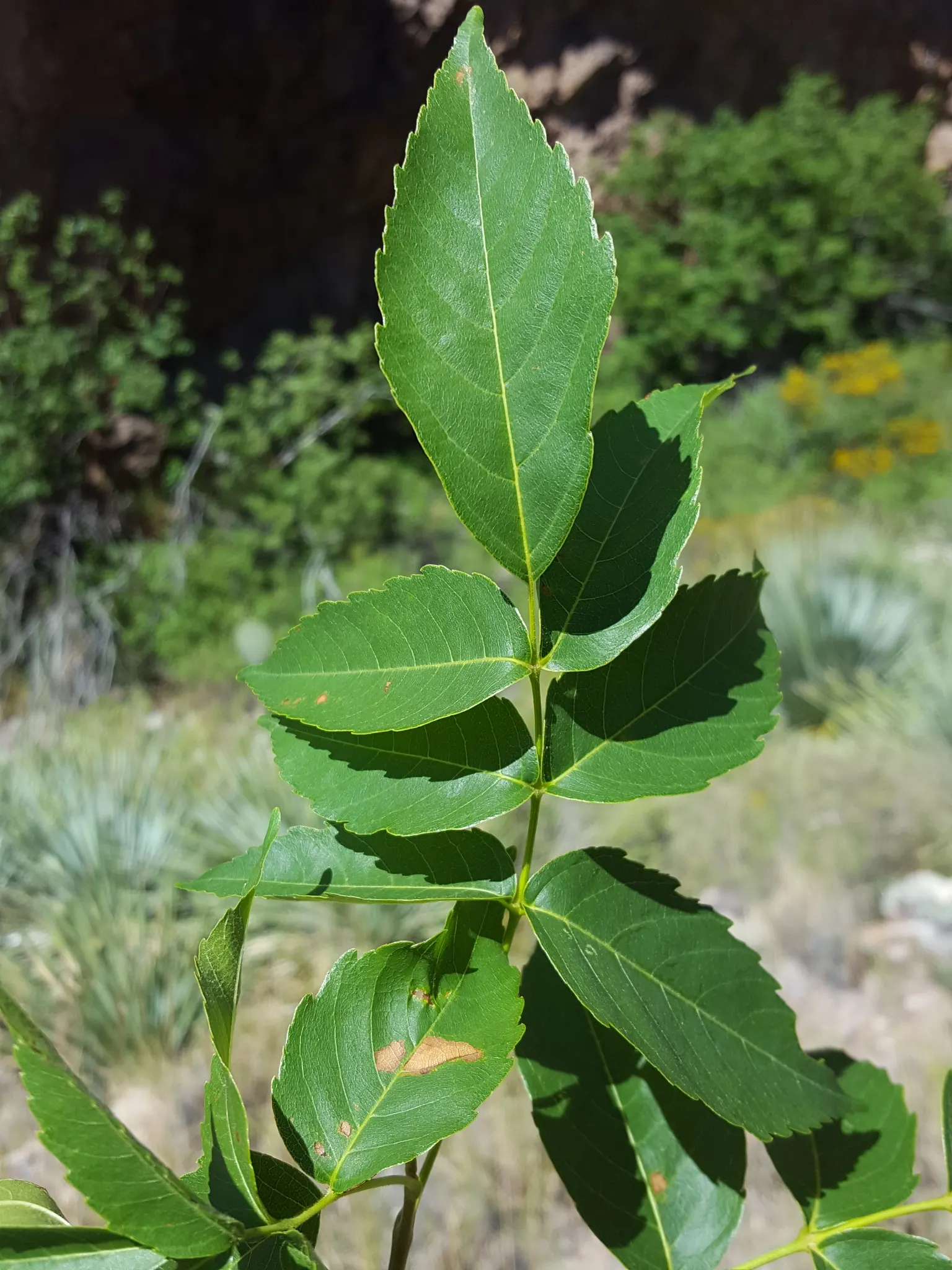 Mexican Buckeye (Ungnadia Speciosa) — This hardy native thrives in USDA zones 7-10, enjoys full sun to partial shade, and prefers well-drained soils