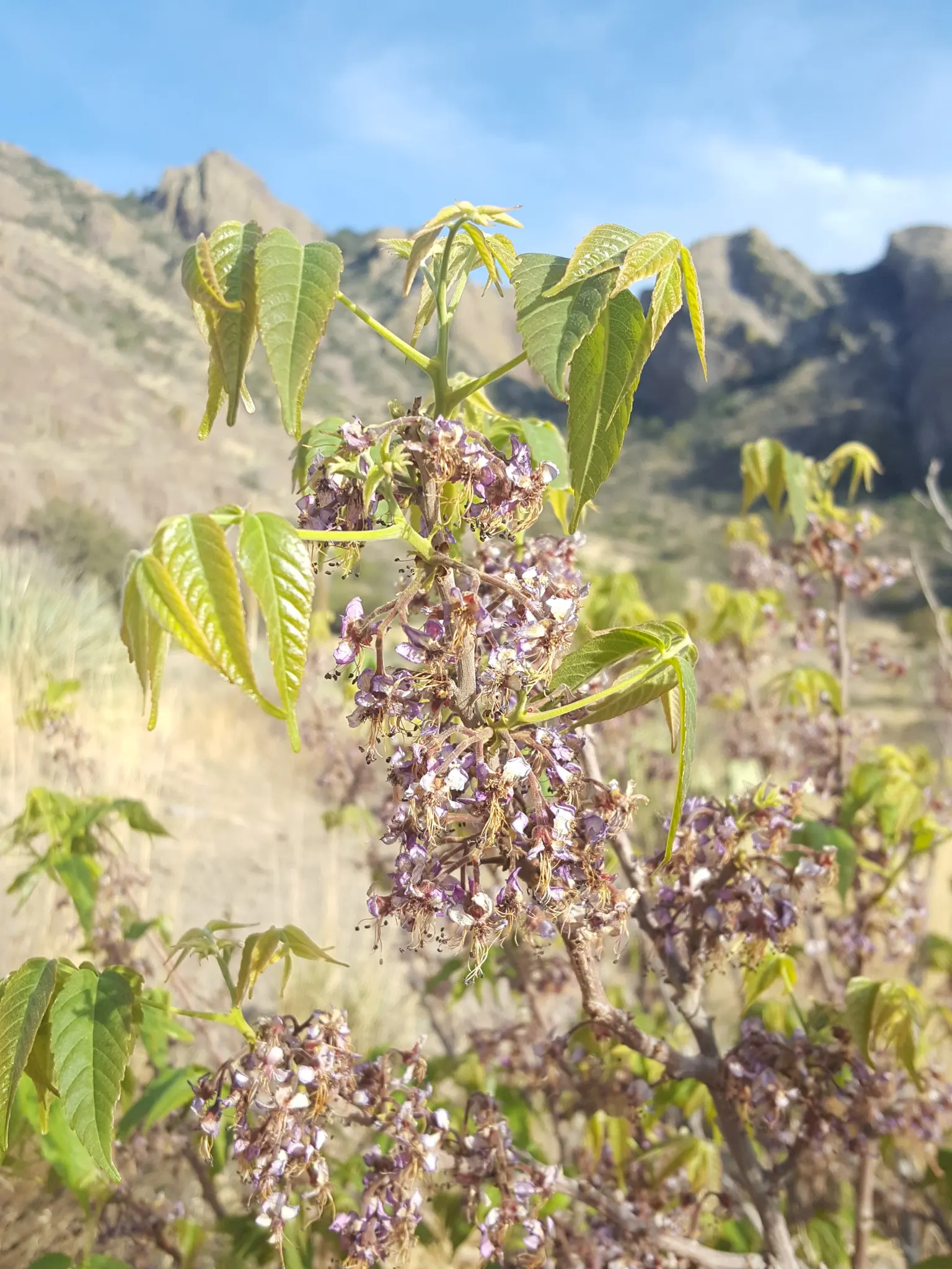 Mexican Buckeye (Ungnadia Speciosa) — typically reaching heights of 8-12 feet with a similar spread