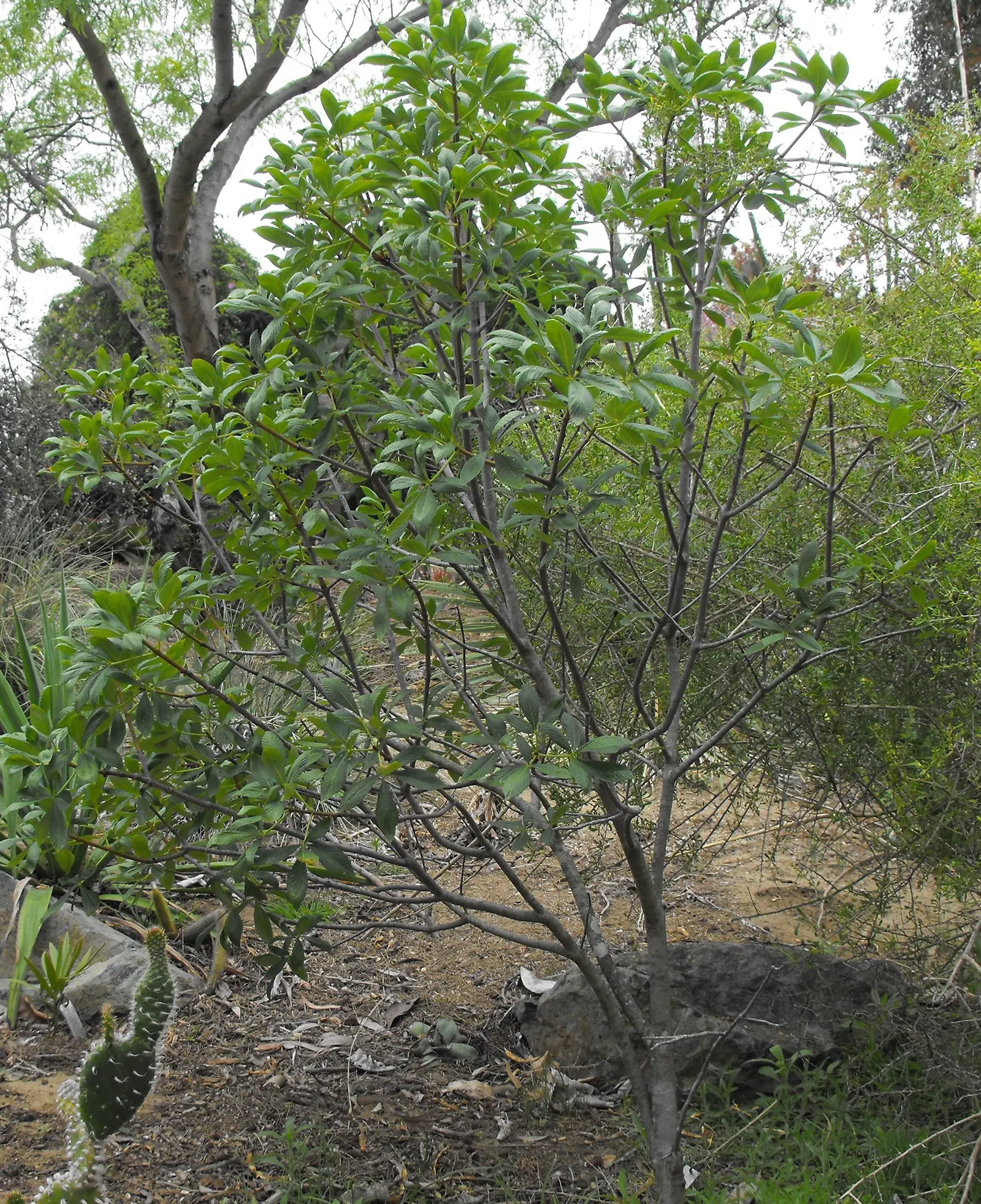 Mexican Buckeye (Ungnadia Speciosa) — Its leaves are pinnately compound