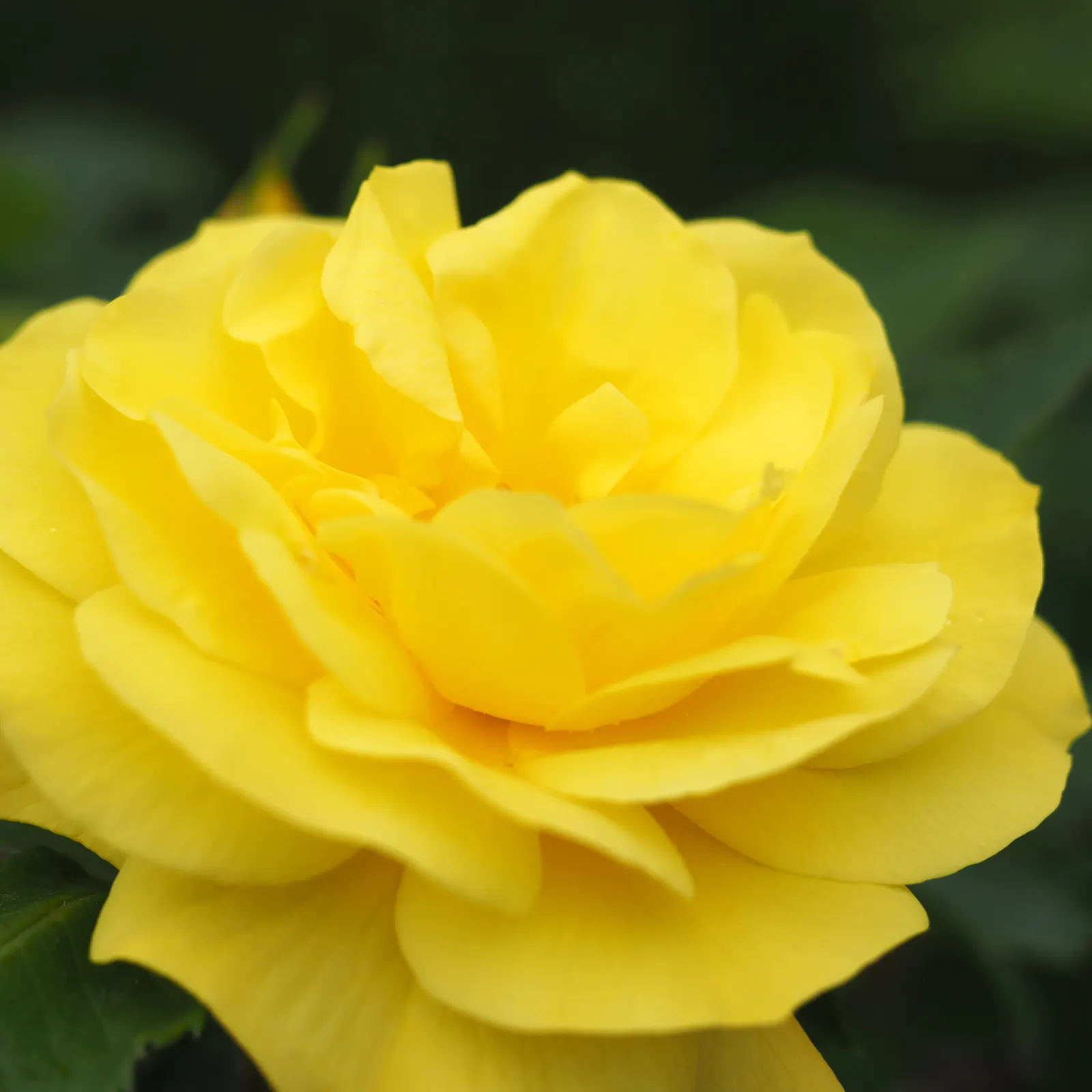 Sunsprite Rose (Rosa 'Sunsprite') — This compact shrub reaches 2-3 feet in height and width, perfect for small gardens and borders; it prefers, image 59