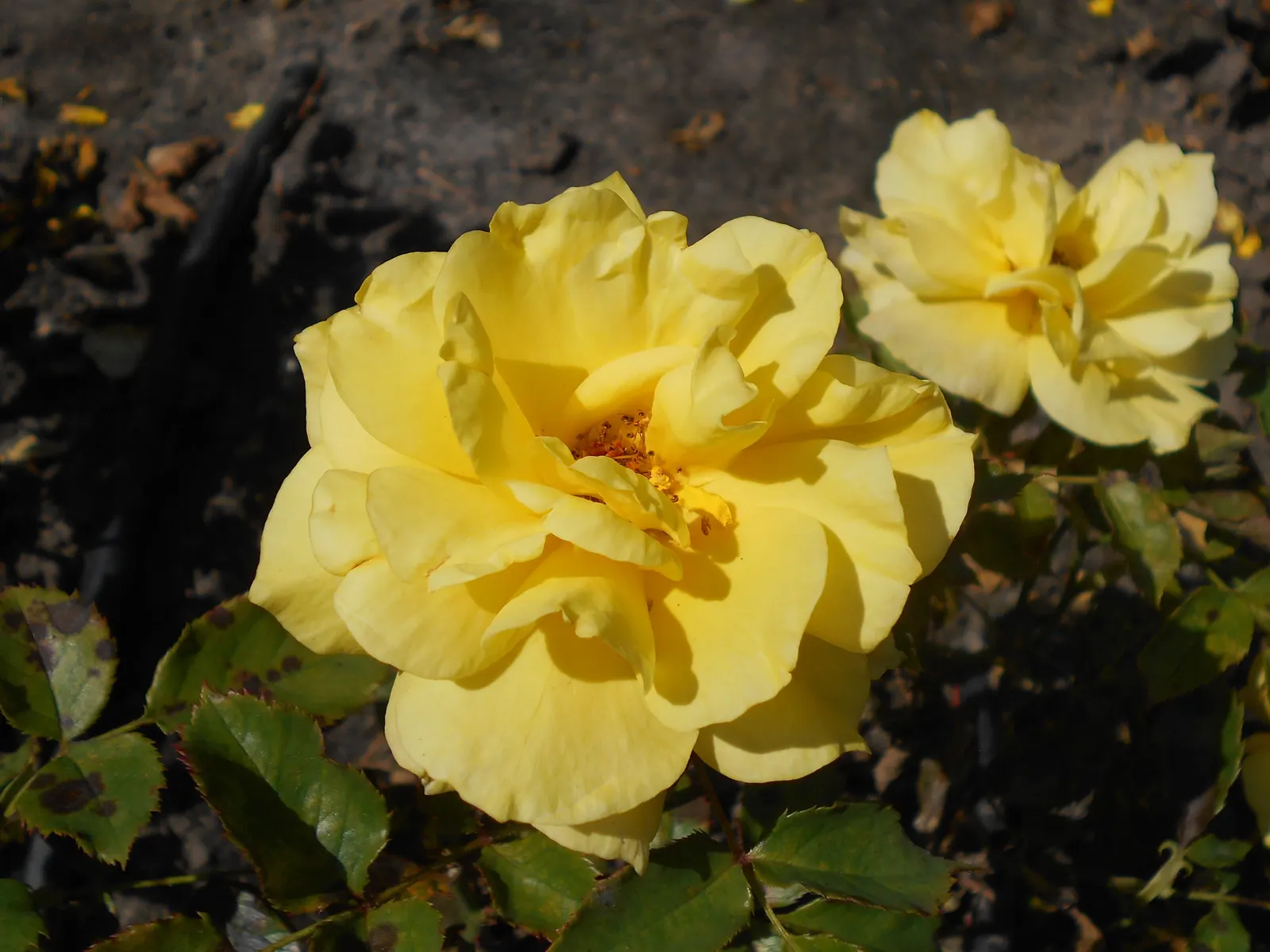 Sunsprite Rose (Rosa 'Sunsprite') — The Rosa 'Sunsprite' is a vibrant, repeat-flowering Floribunda rose; hardy in zones 4-9, it prefers full sun and, image 57
