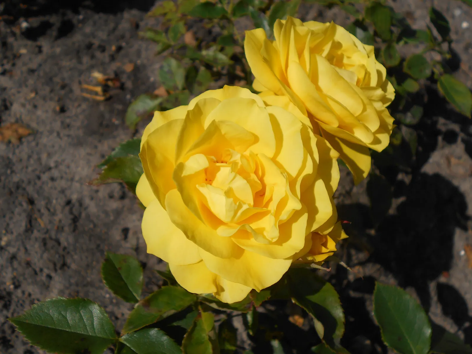 Sunsprite Rose (Rosa 'Sunsprite') — which makes it an ideal selection for borders