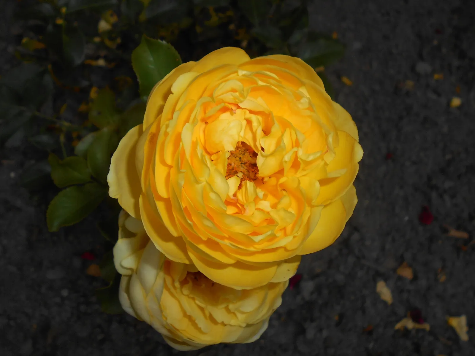 Sunsprite Rose (Rosa 'Sunsprite') — shrub with yellow blooms