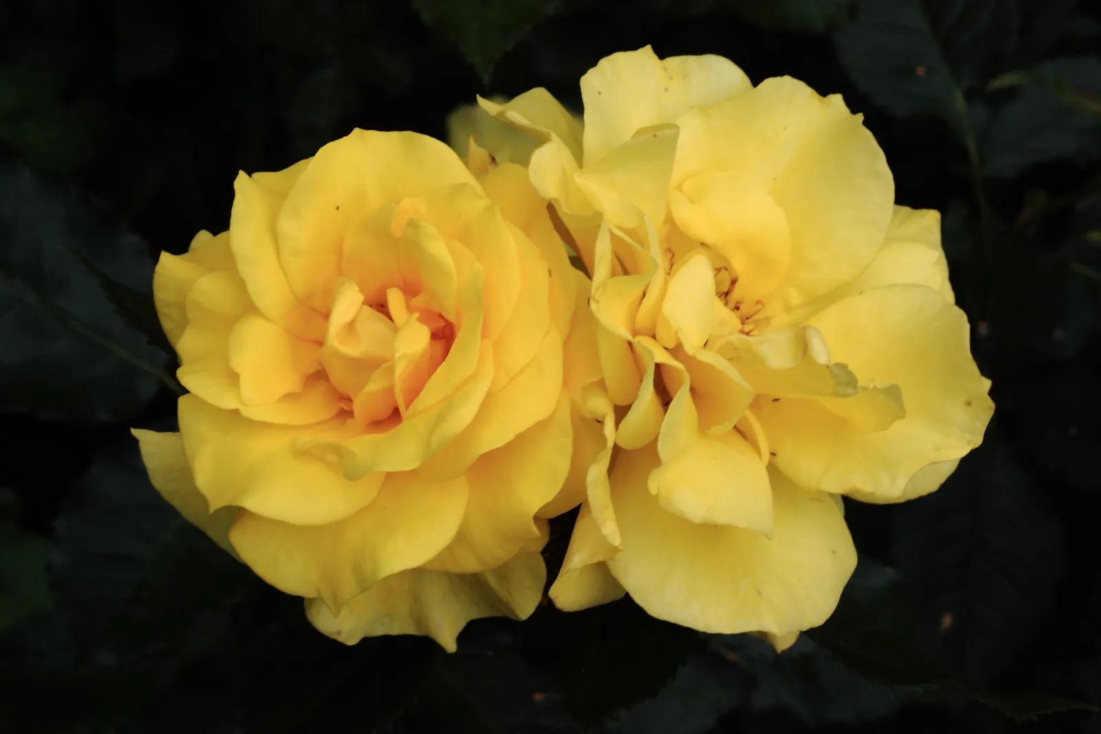 Sunsprite Rose (Rosa 'Sunsprite') — Prune in late winter or early spring to promote healthy new growth and an aesthetically pleasing shape