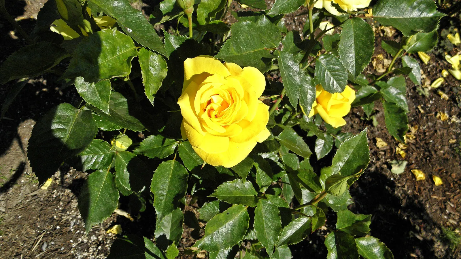 Sunsprite Rose (Rosa 'Sunsprite') — Known for disease resistance, particularly to black spot, Sunsprite ensures a bright, cheerful display; hardy in zones 4-9