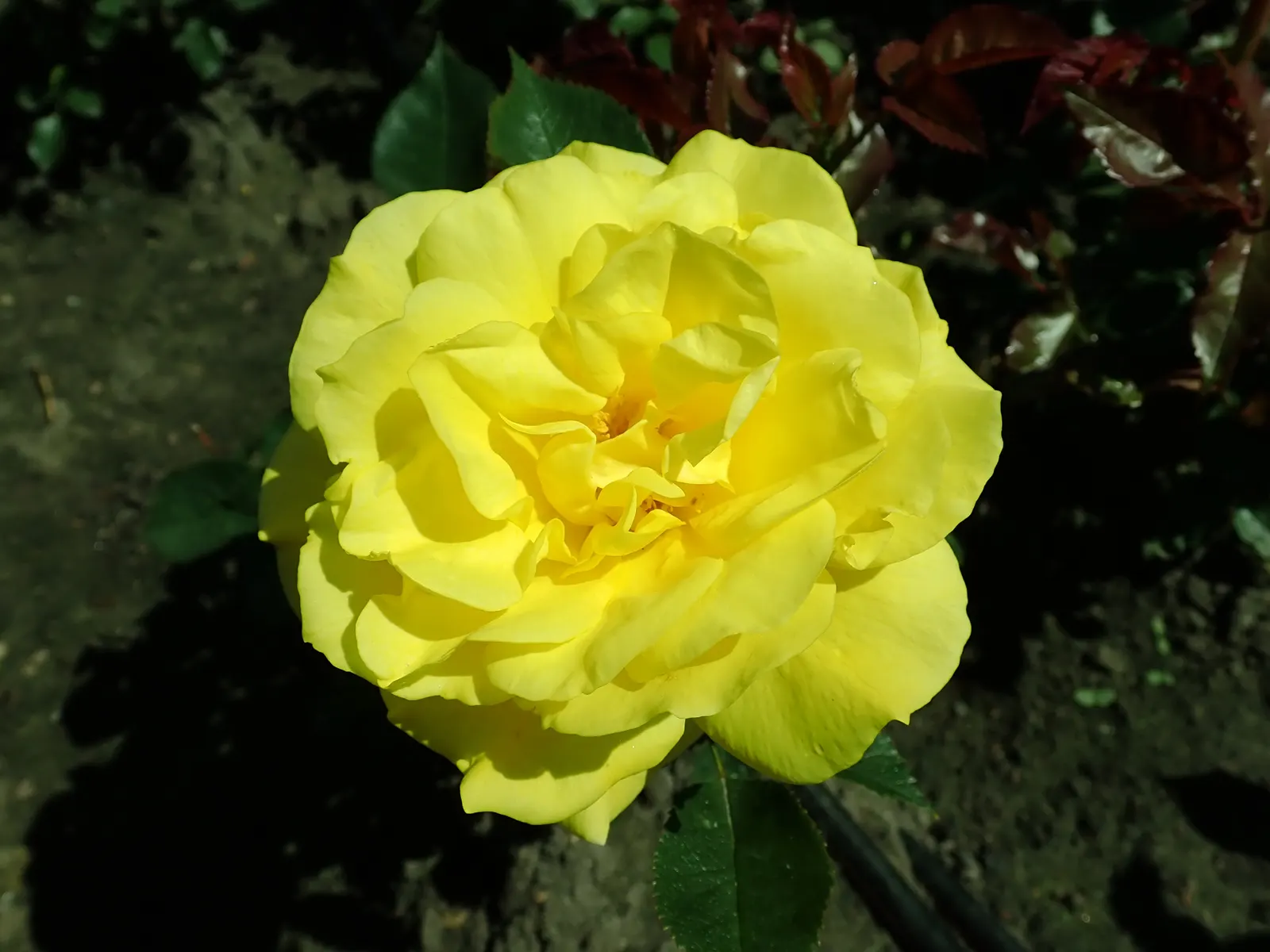 Sunsprite Rose (Rosa 'Sunsprite') — which makes it an ideal selection for borders; 'Sunsprite' is sure to captivate the senses and bring a joyful ambiance to
